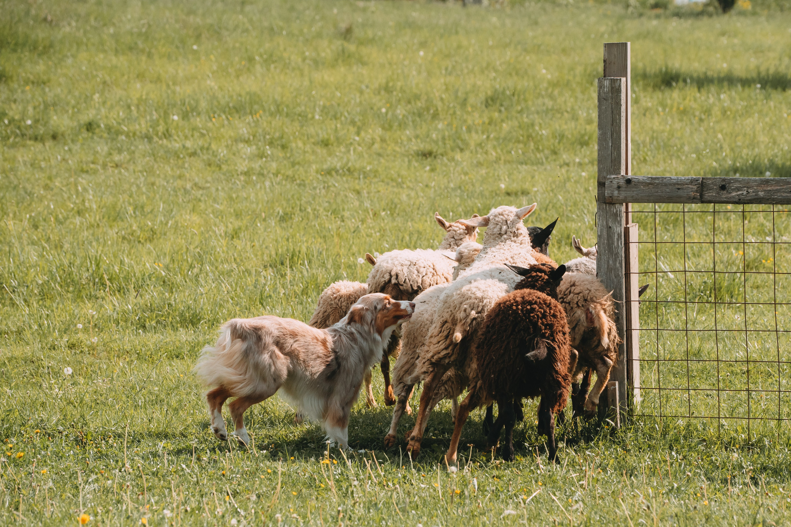 Состязания по пастушьей службе 1-2.06.24, Заостровье. Фотограф-анималист Анастасия Большакова