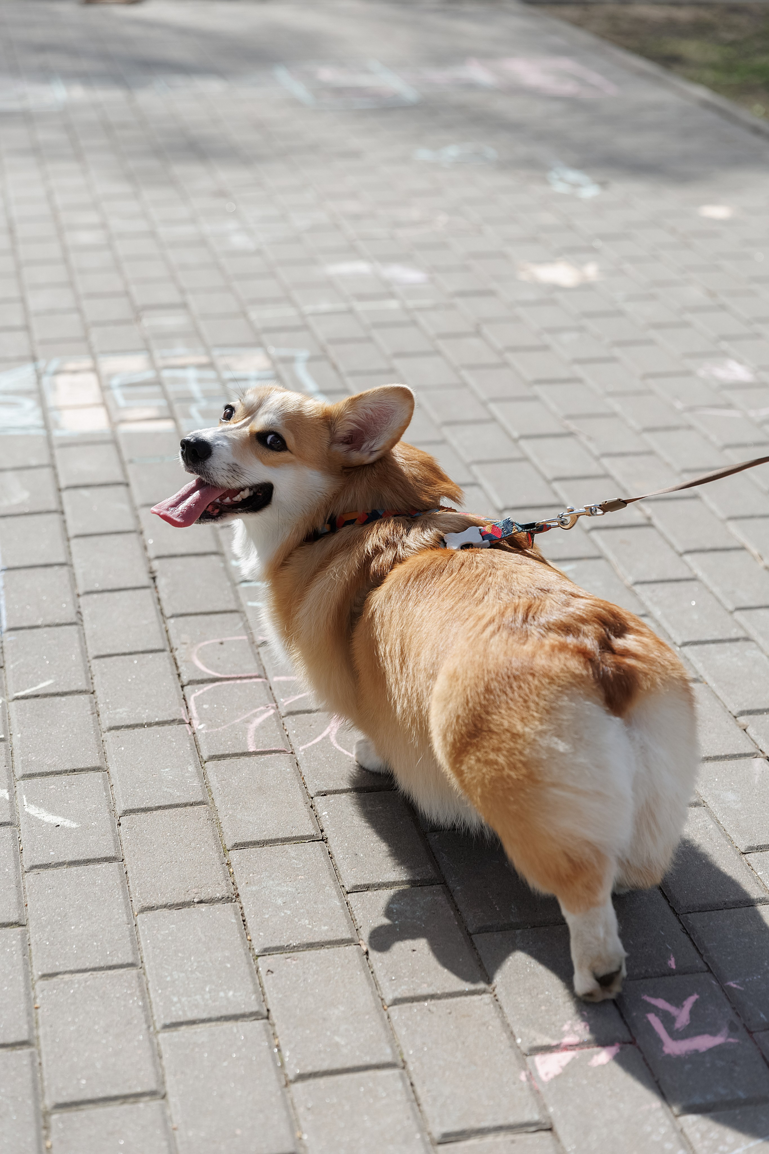 С коржиком Капой. Свадебный фотограф в Пскове и Санкт-Петербурге | Анна Голикова