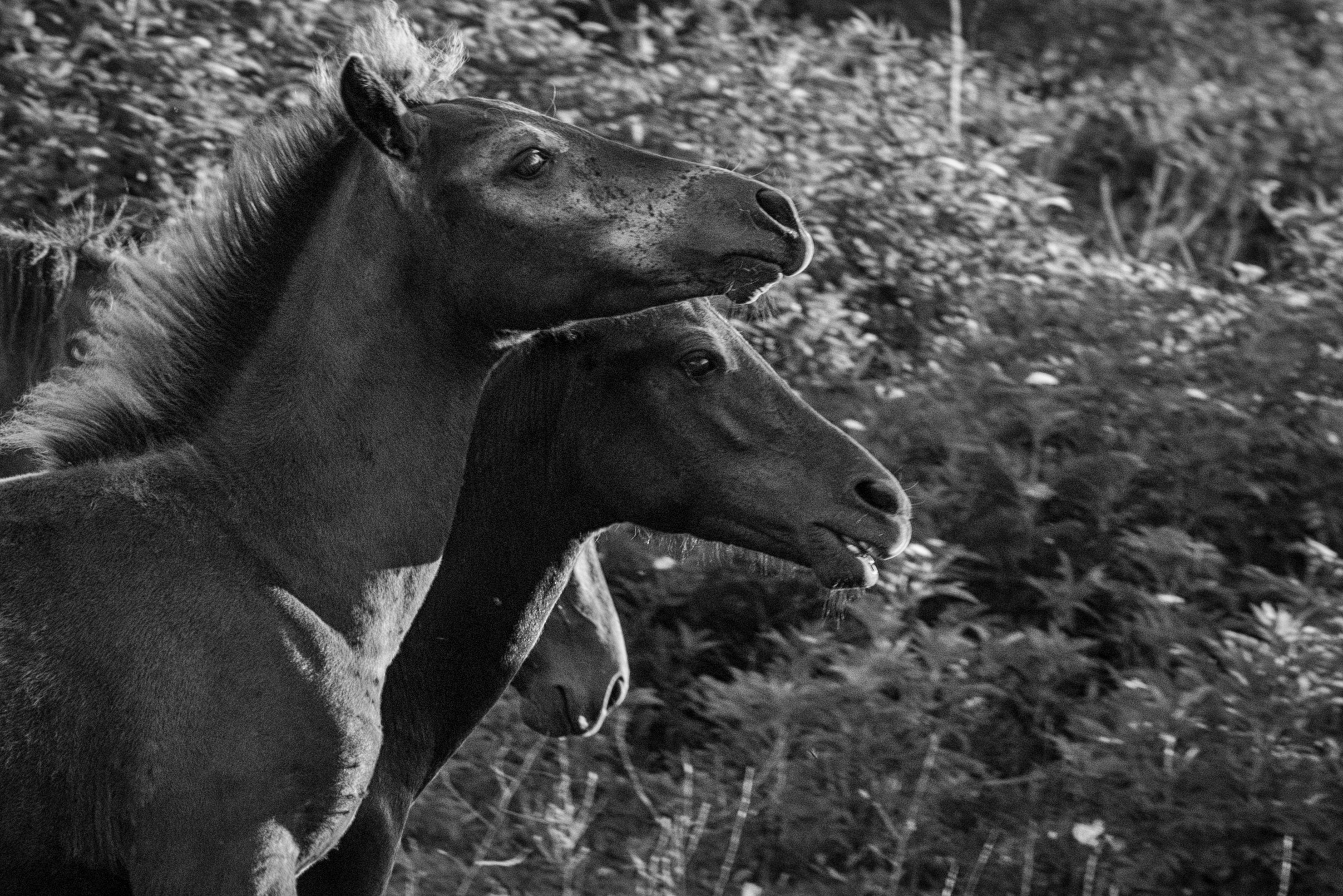 Dimitri Bakhtadze photographer