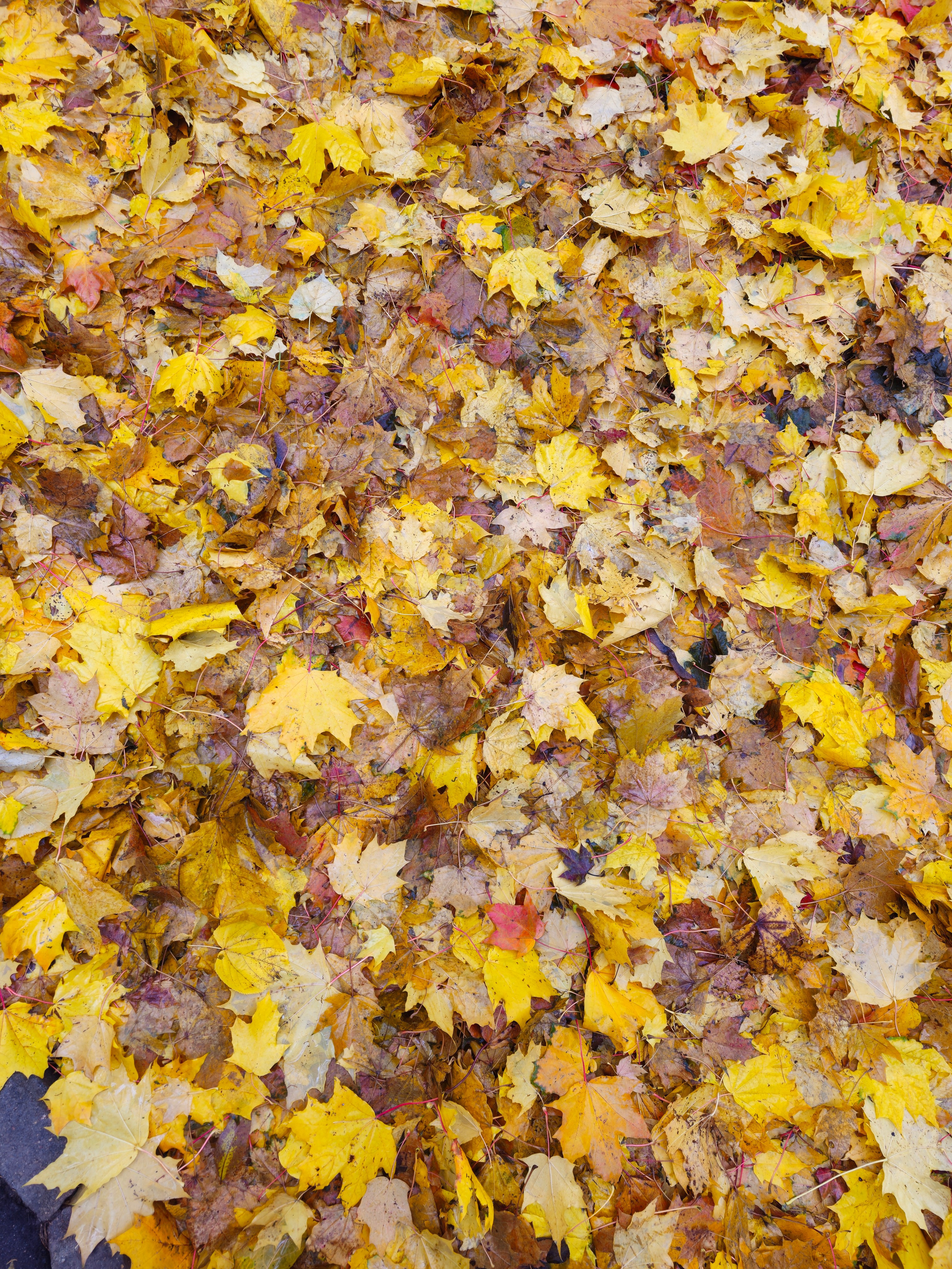 Плотный Ковер из Золотых Осенних Листьев. Вертикальный снимок, крупный план, показывающий плотный, многослойный ковер из опавших осенних листьев. Преобладают яркие желтые и золотистые цвета, смешанные с коричневыми и красными оттенками. Крупный план: плотный ковер из ярко-желтых, золотых и коричневых опавших осенних листьев на земле.