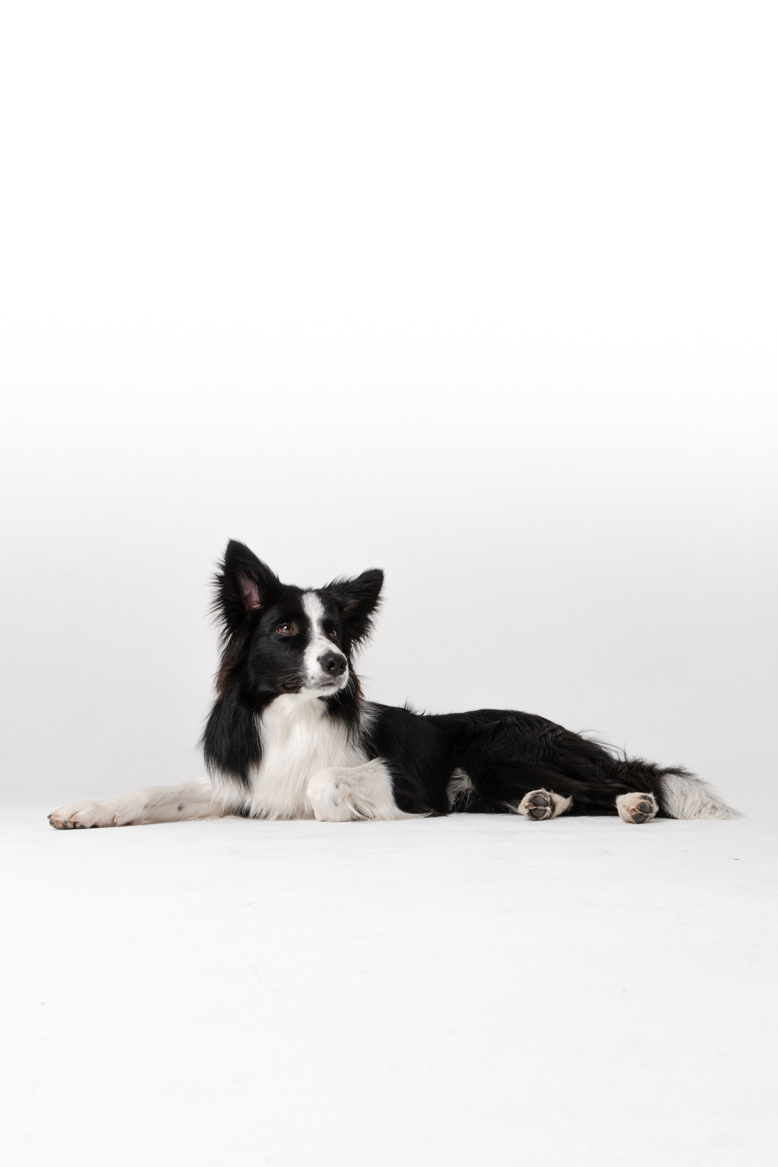 Фотосъёмка животных. Предметный и репортажный фотограф Алексей Кротов