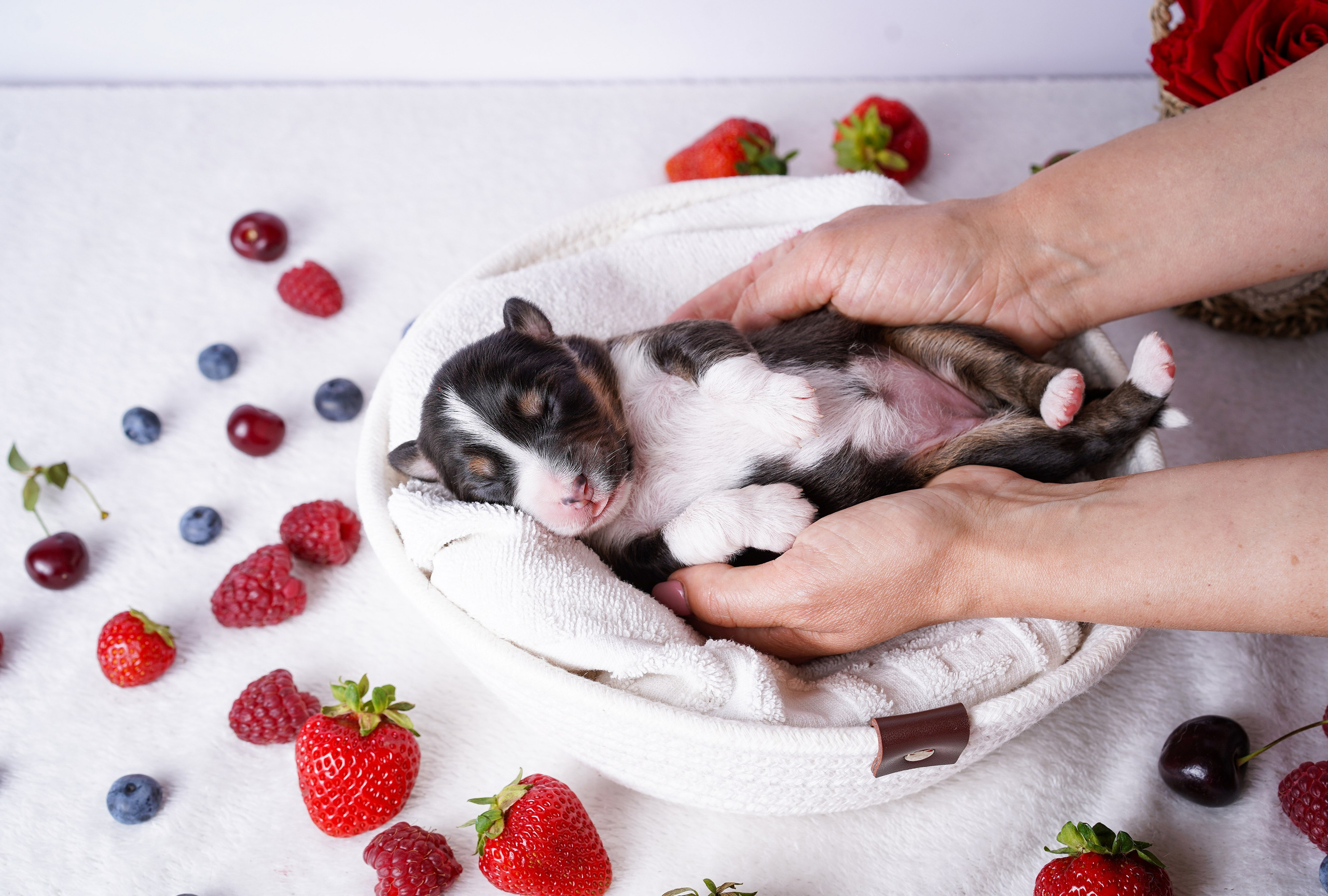 Щенки аусси. Фотограф-анималист в Санкт-Петербурге Яна Мартынова