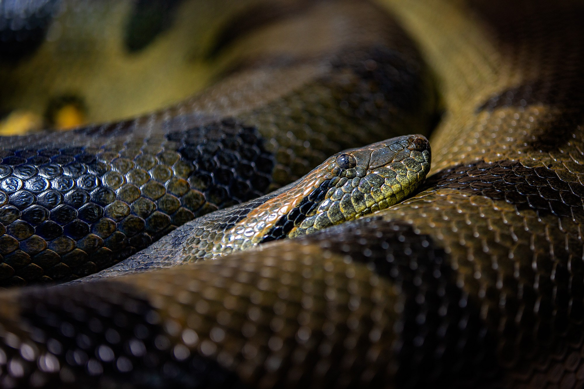 ЗООПАРК. Фотограф Владимир Остапенко