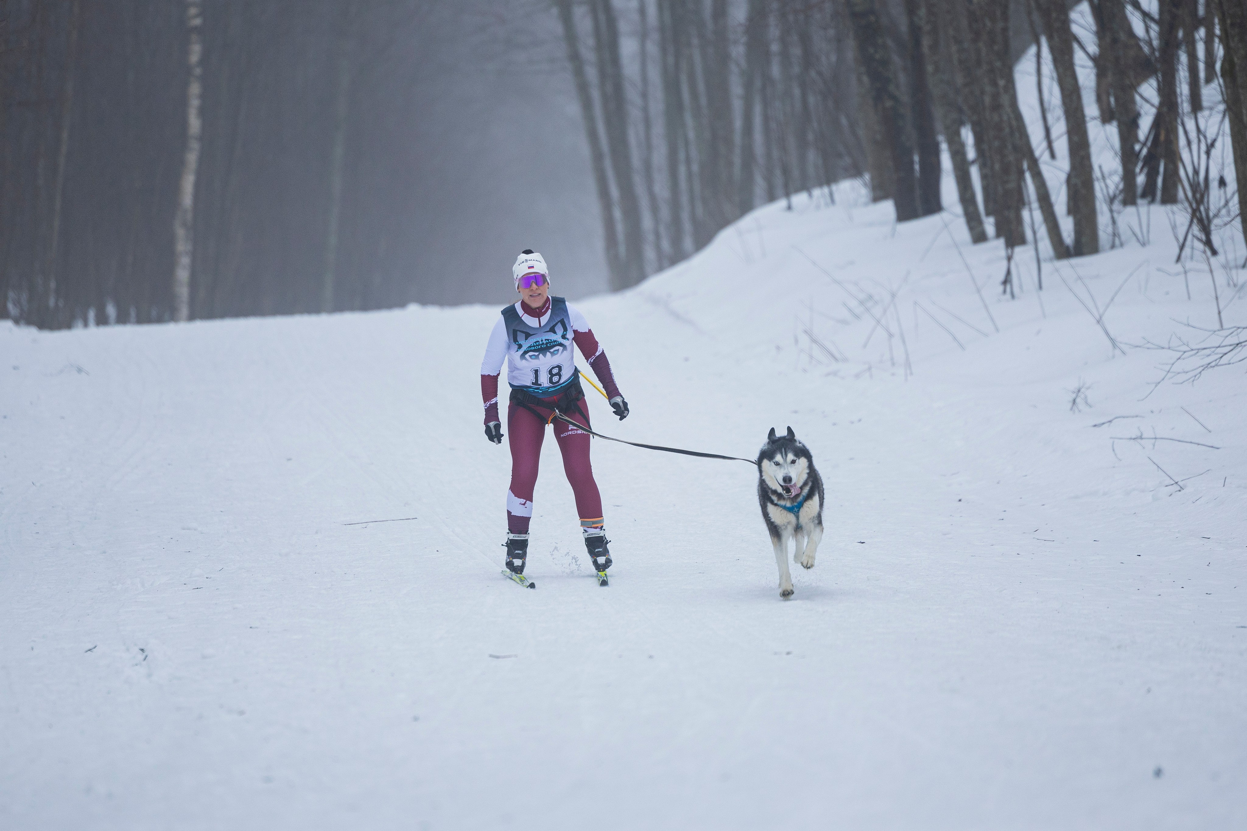 Зимний Чемпионат Санкт-Петербурга по ездовому спорту. Фотограф-анималист Анна Маринич