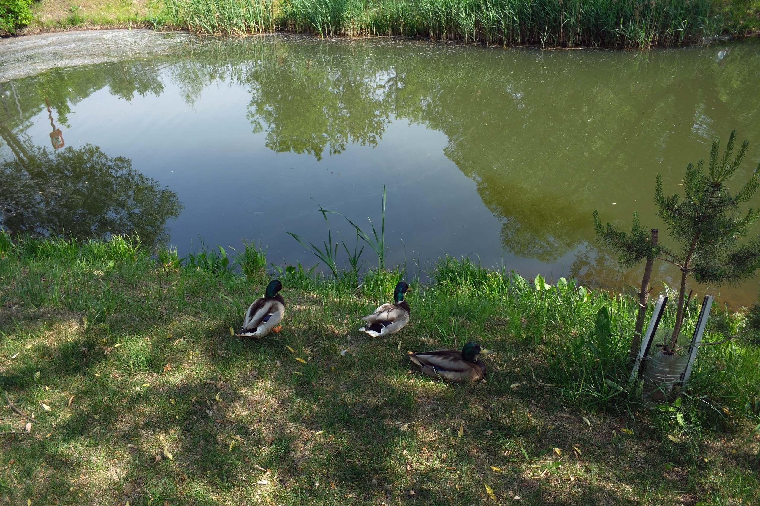 31.05.2025. Покровский парк. Активное долголетие. Улица, люди, жизнь…