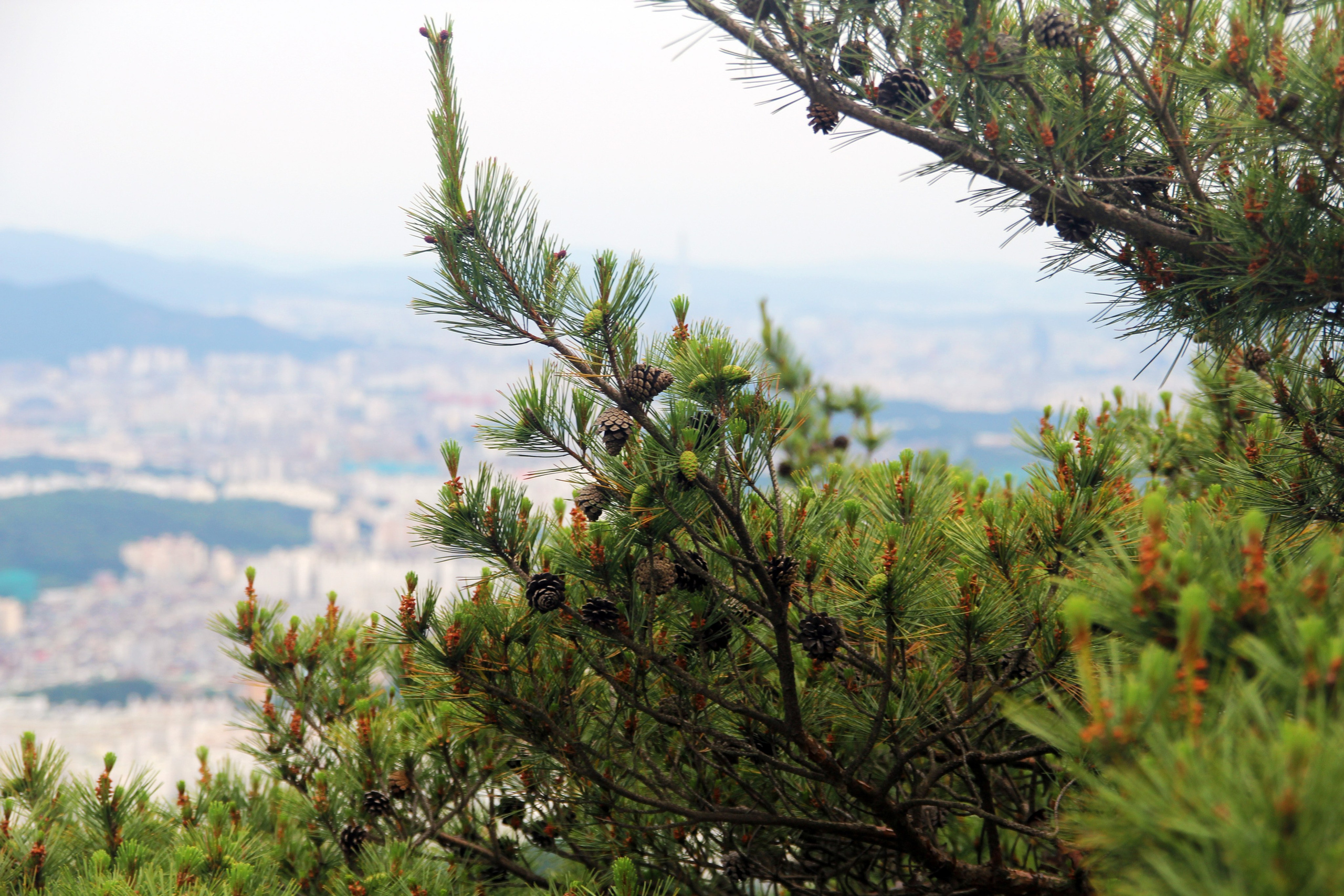 Южная Корея — Сеул. Фотограф Алексей Федорищев