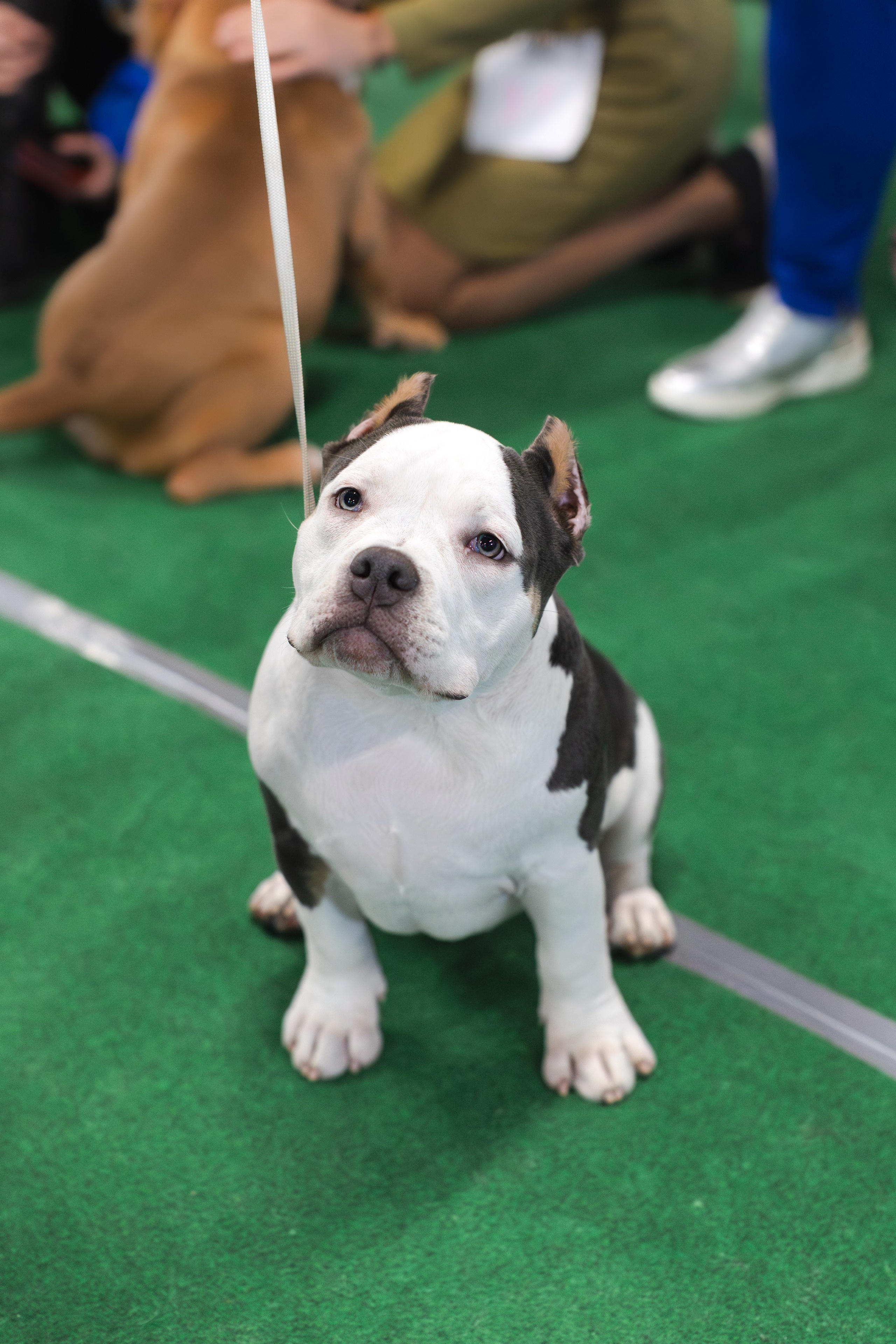 Выставки. Портретная и семейная съемка. Фотограф анималист