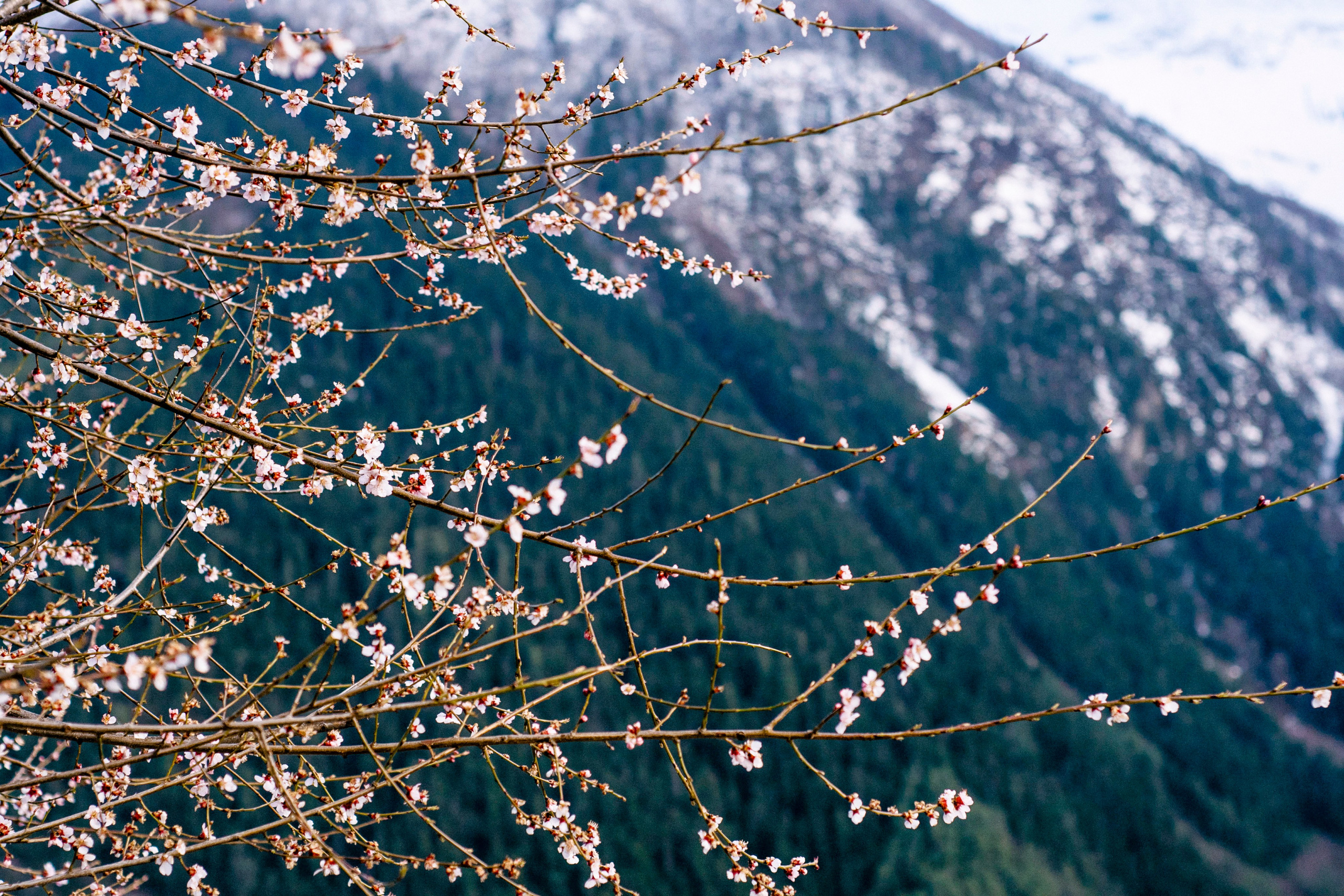 Annapurna trek. Iraogo
