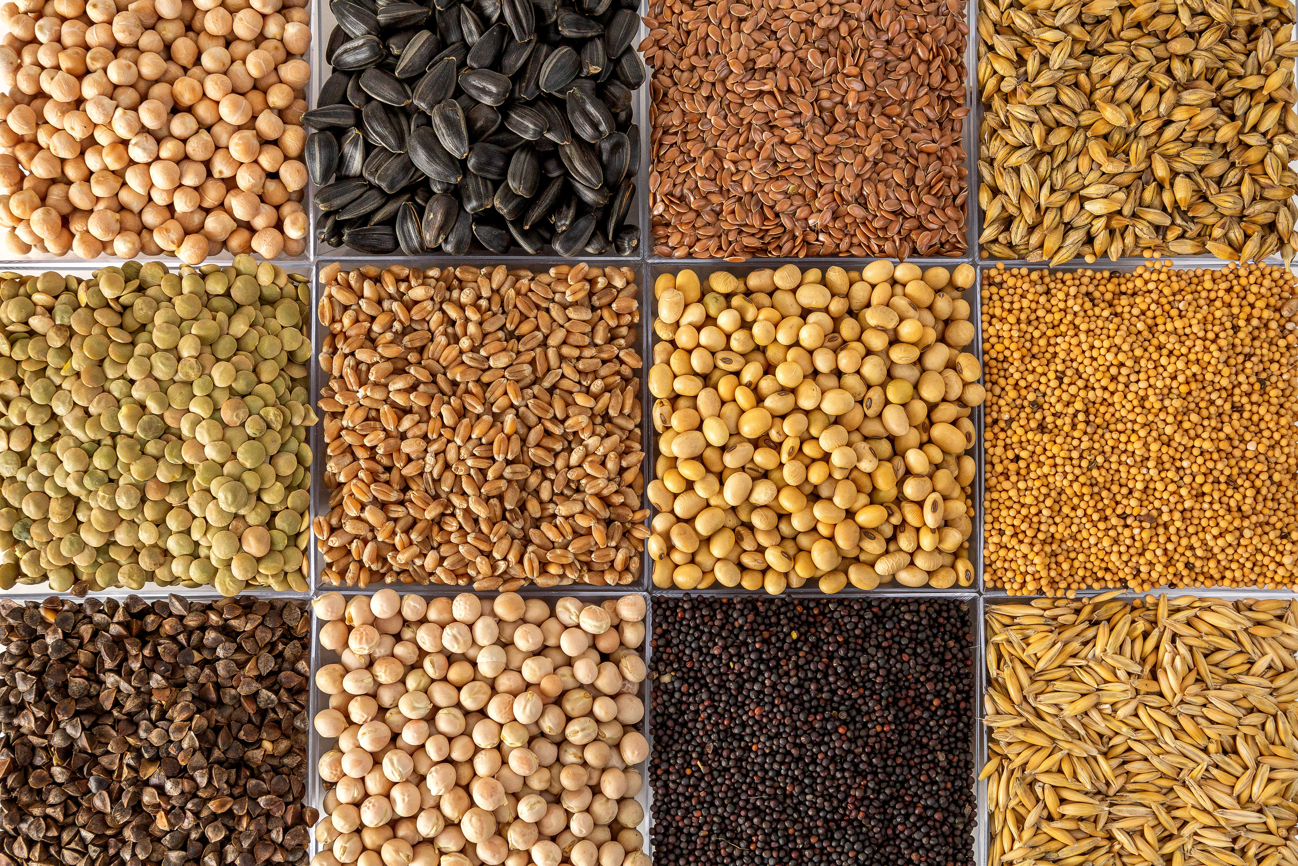 Зерновые культуры. Фотограф Барнаул Фатыхов Тимур