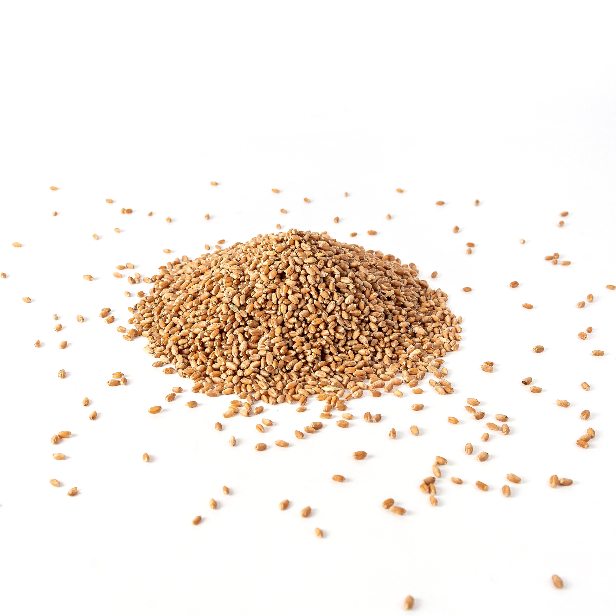 Зерновые культуры. Фотограф Барнаул Фатыхов Тимур