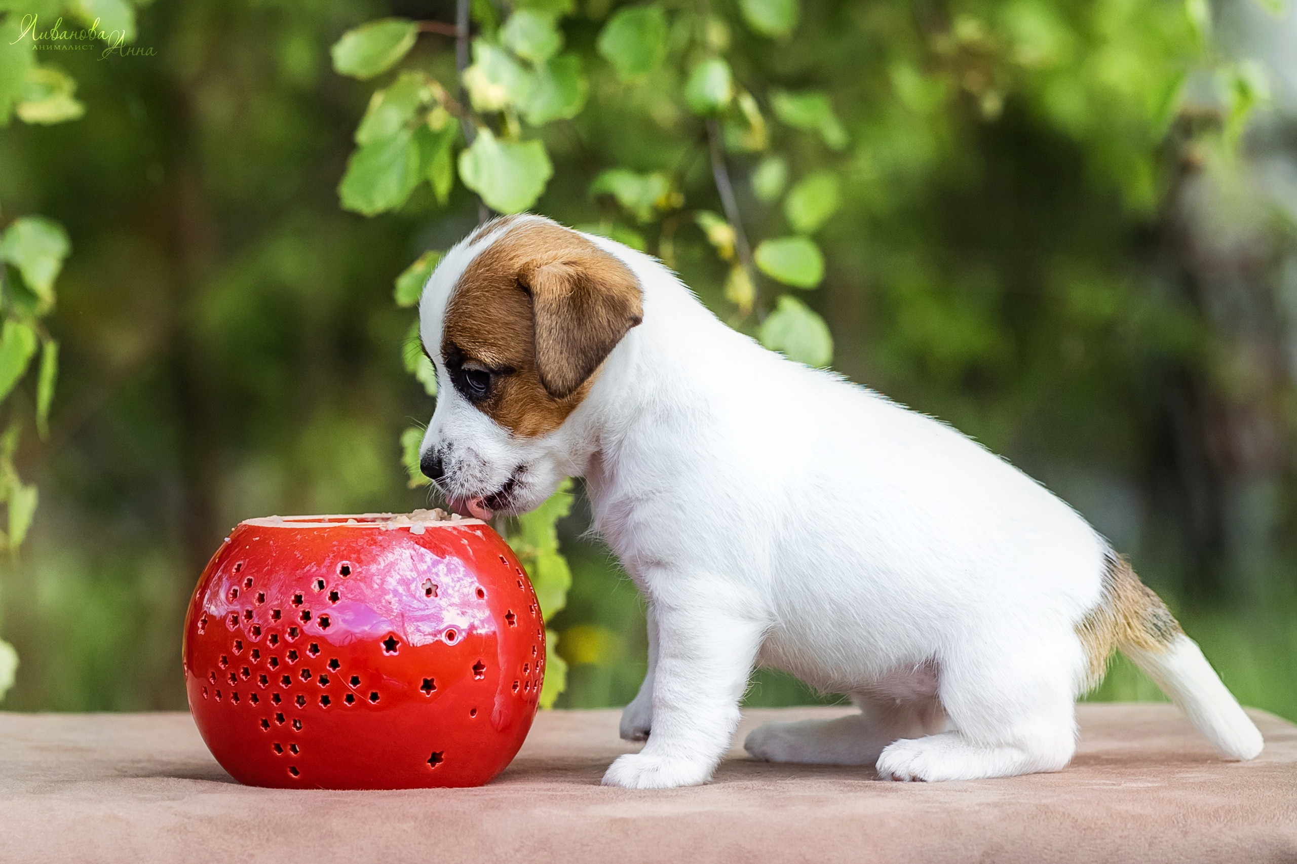 Джеки. Фотограф анималист Аня Ливанова | Рыбинск