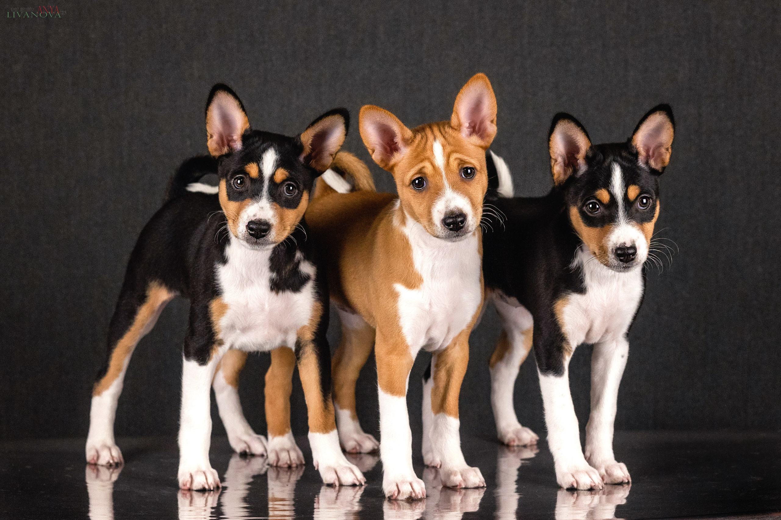 Басенджи. Фотограф анималист Аня Ливанова | Рыбинск