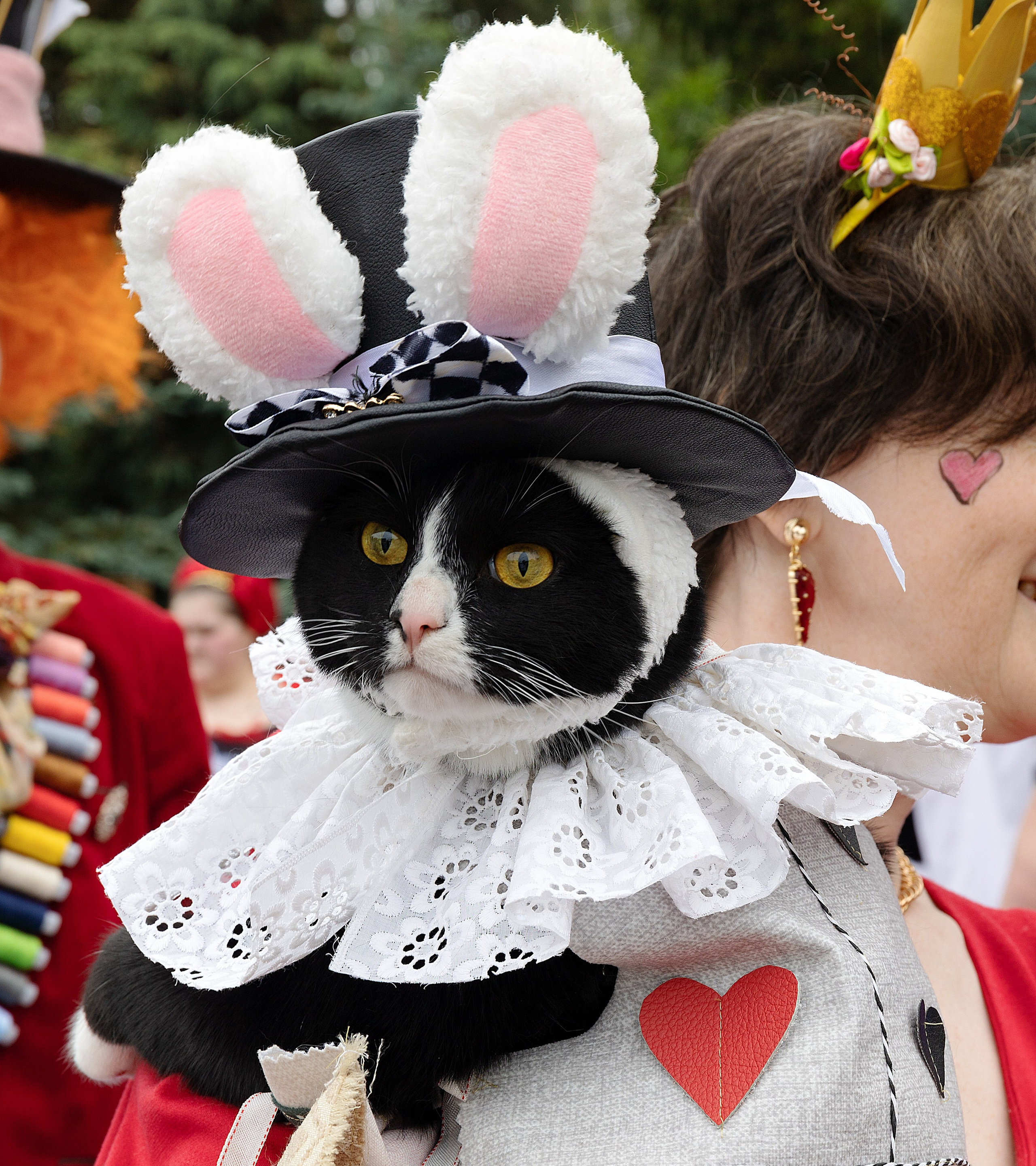 Анималистика