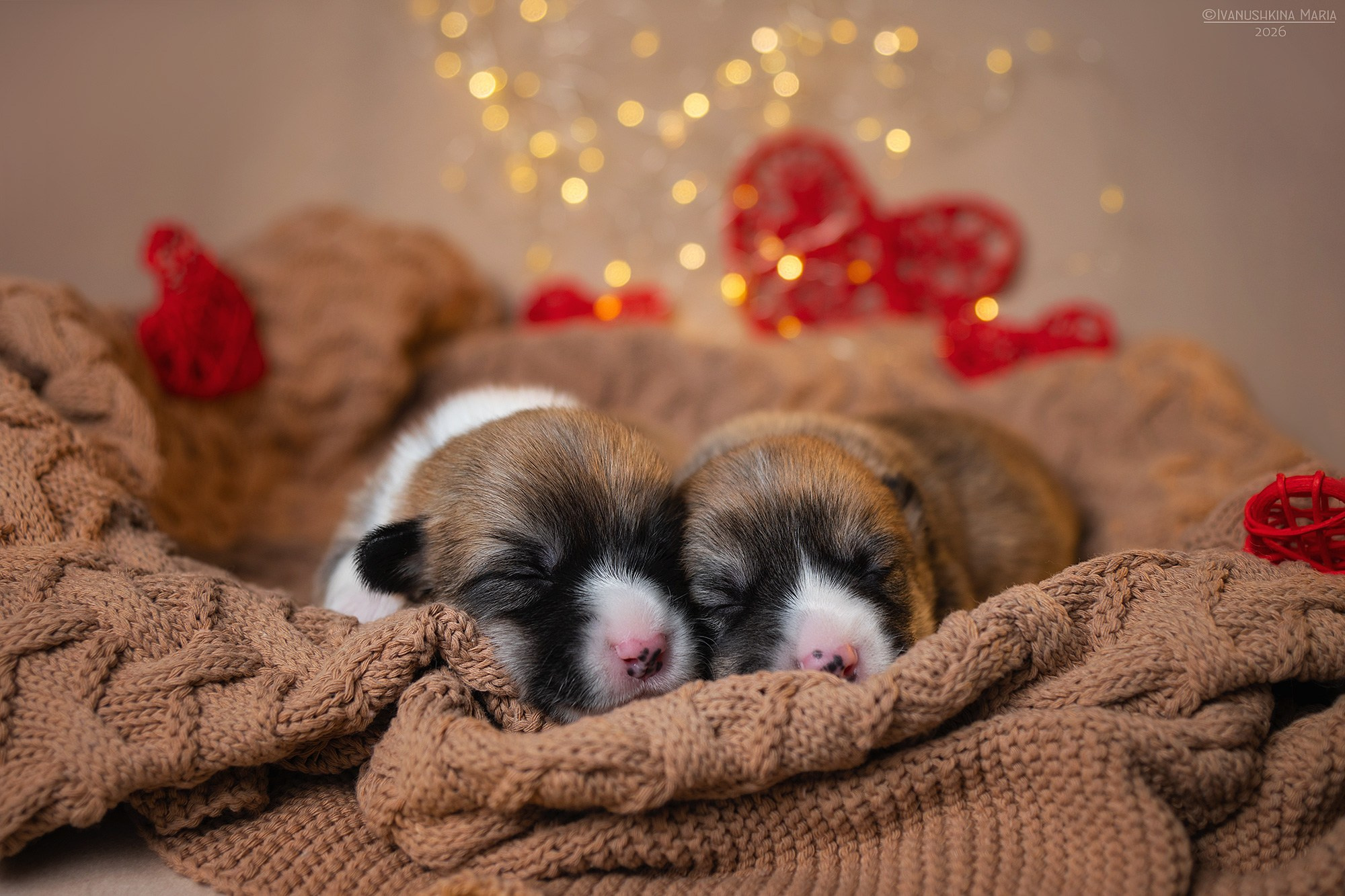 Ньюборн фотосессия щенков. Фотограф собак в Москве и Московской области Иванушкина Мария