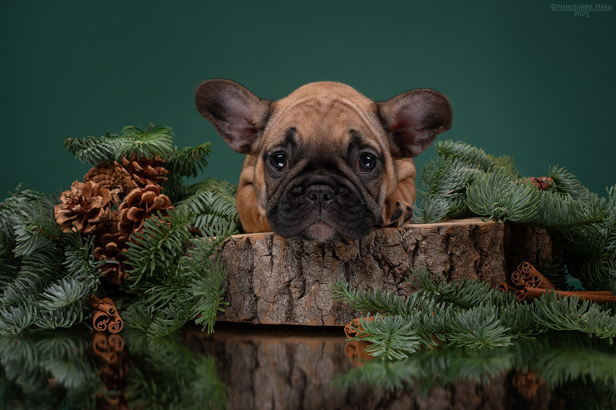 Фотосессия щенков на фонах. Фотограф собак в Москве и Московской области Иванушкина Мария