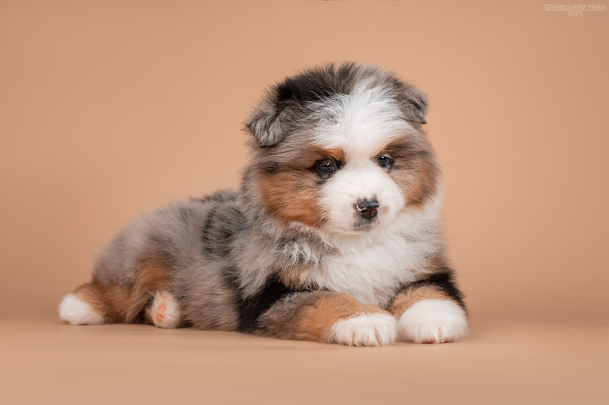 Фотосессия щенков на фонах. Фотограф собак в Москве и Московской области Иванушкина Мария