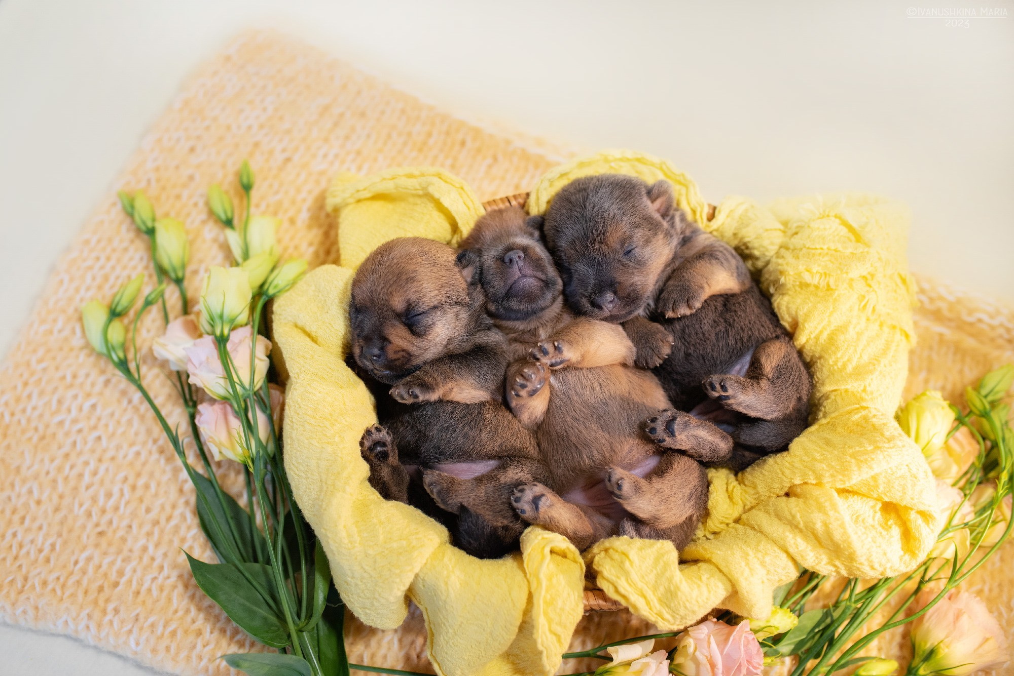 Ньюборн фотосессия щенков. Фотограф собак в Москве и Московской области Иванушкина Мария