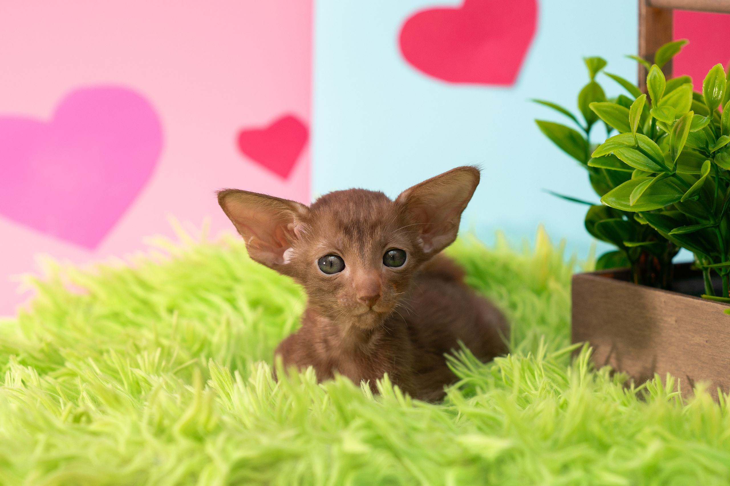 Заводчик Юлия Панова. Творческий фотограф Вологда