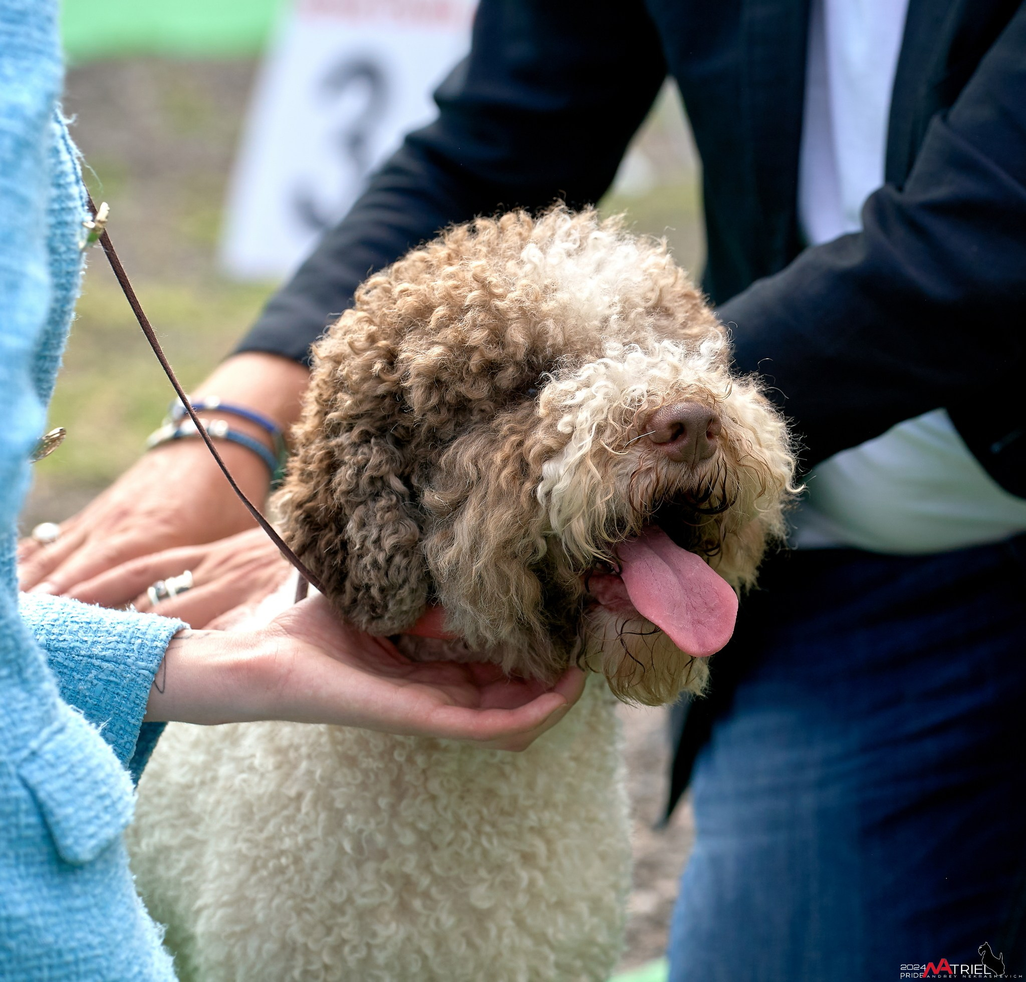 Съемка на выставке в Пёсик-Хаус