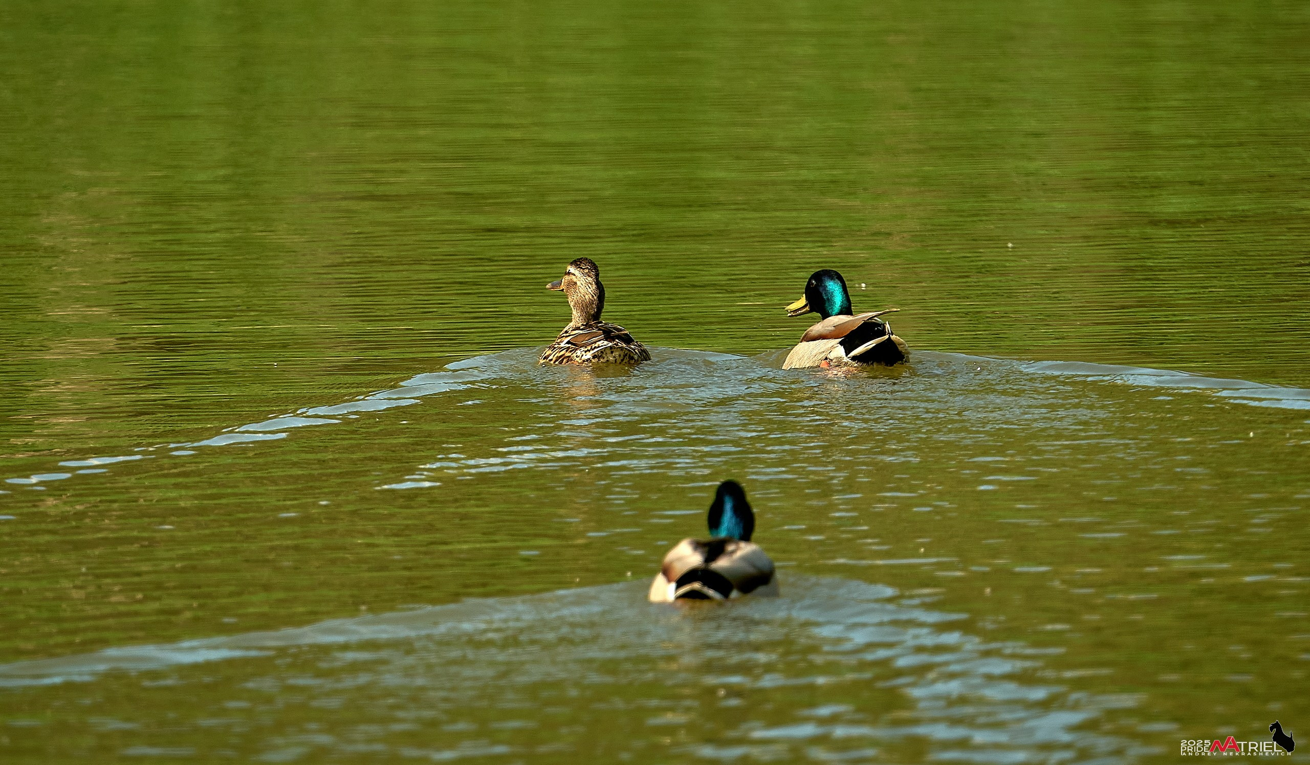 Птички и цветочки