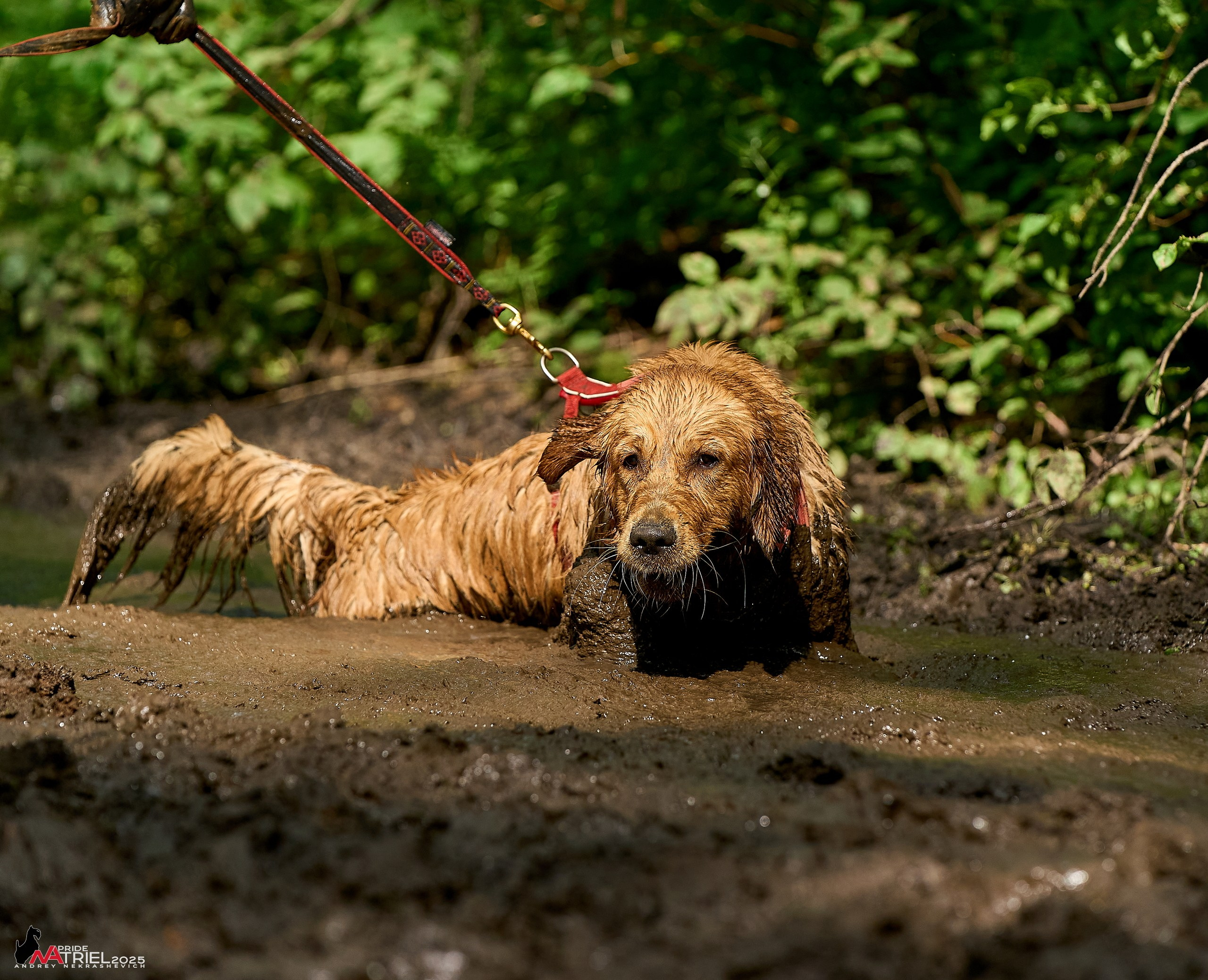 Russian Extreme Dog Trail — 2025