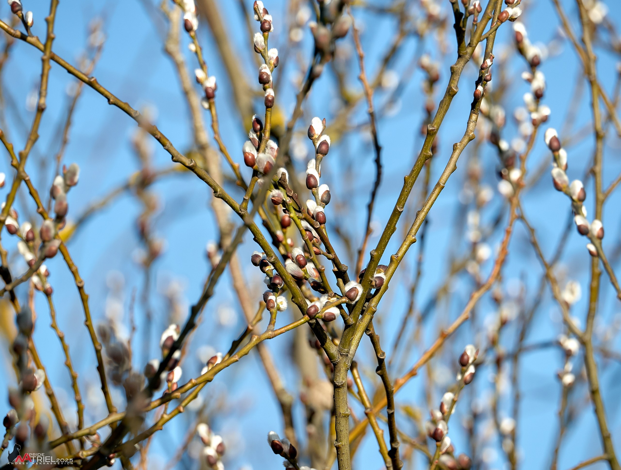 Фотопрогулка в Бутово