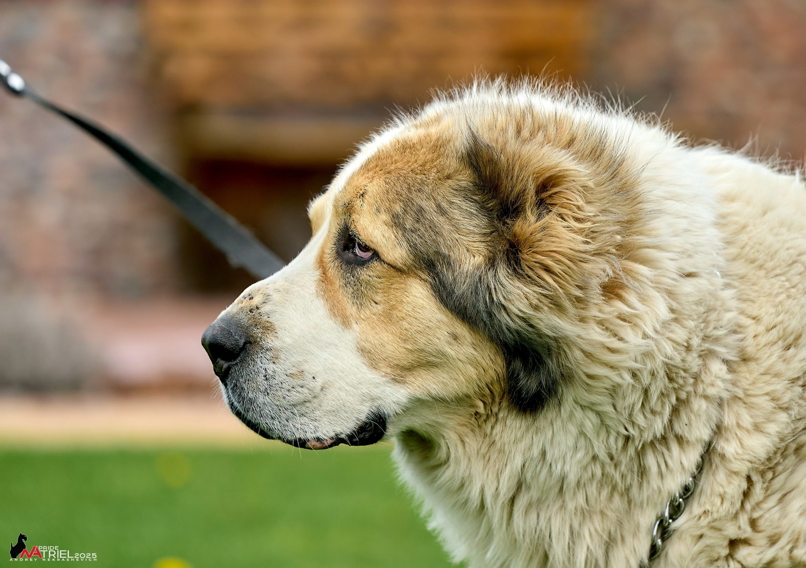 Съемка в питомнике