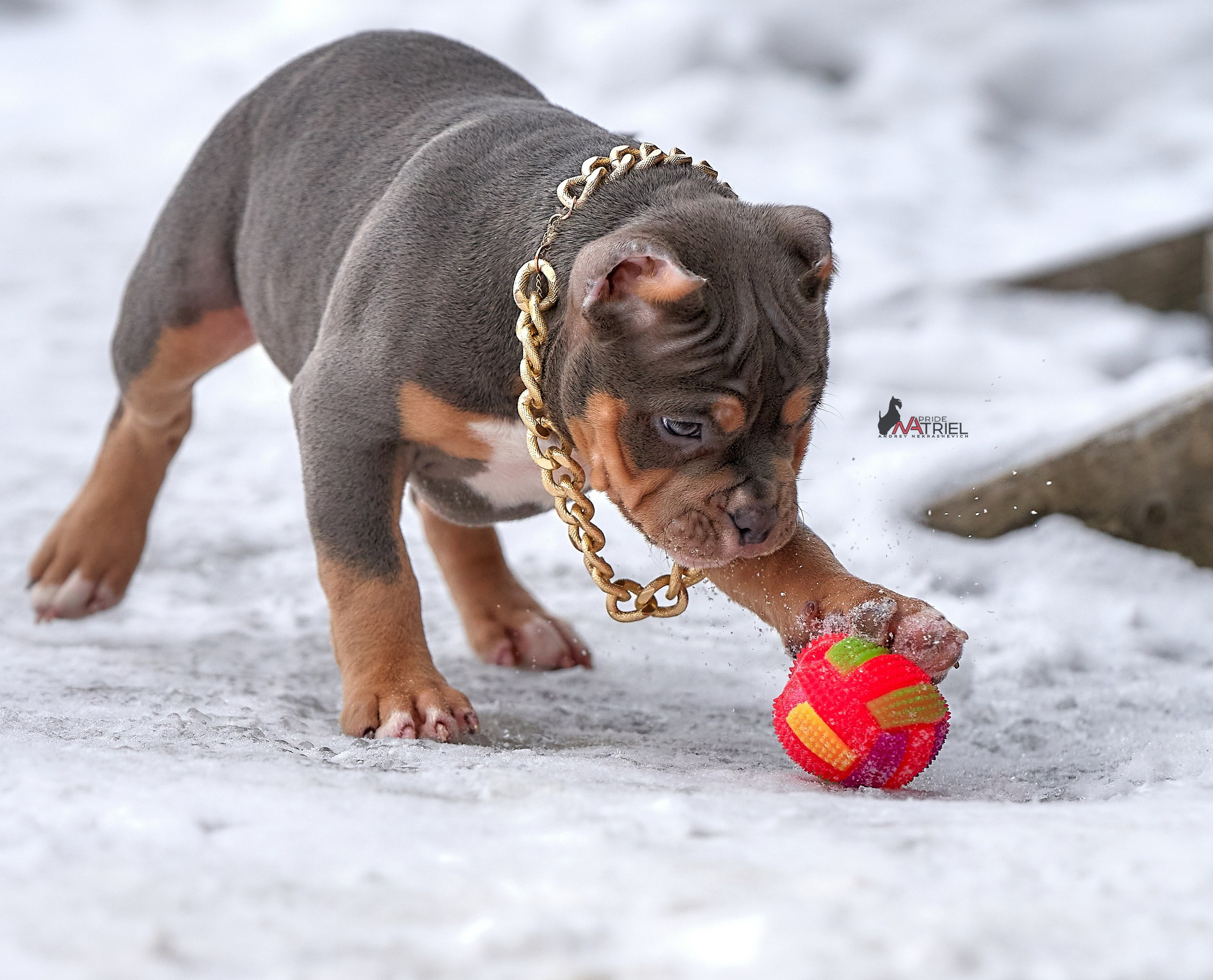 Щенки на прогулке — галерея NATRIEL