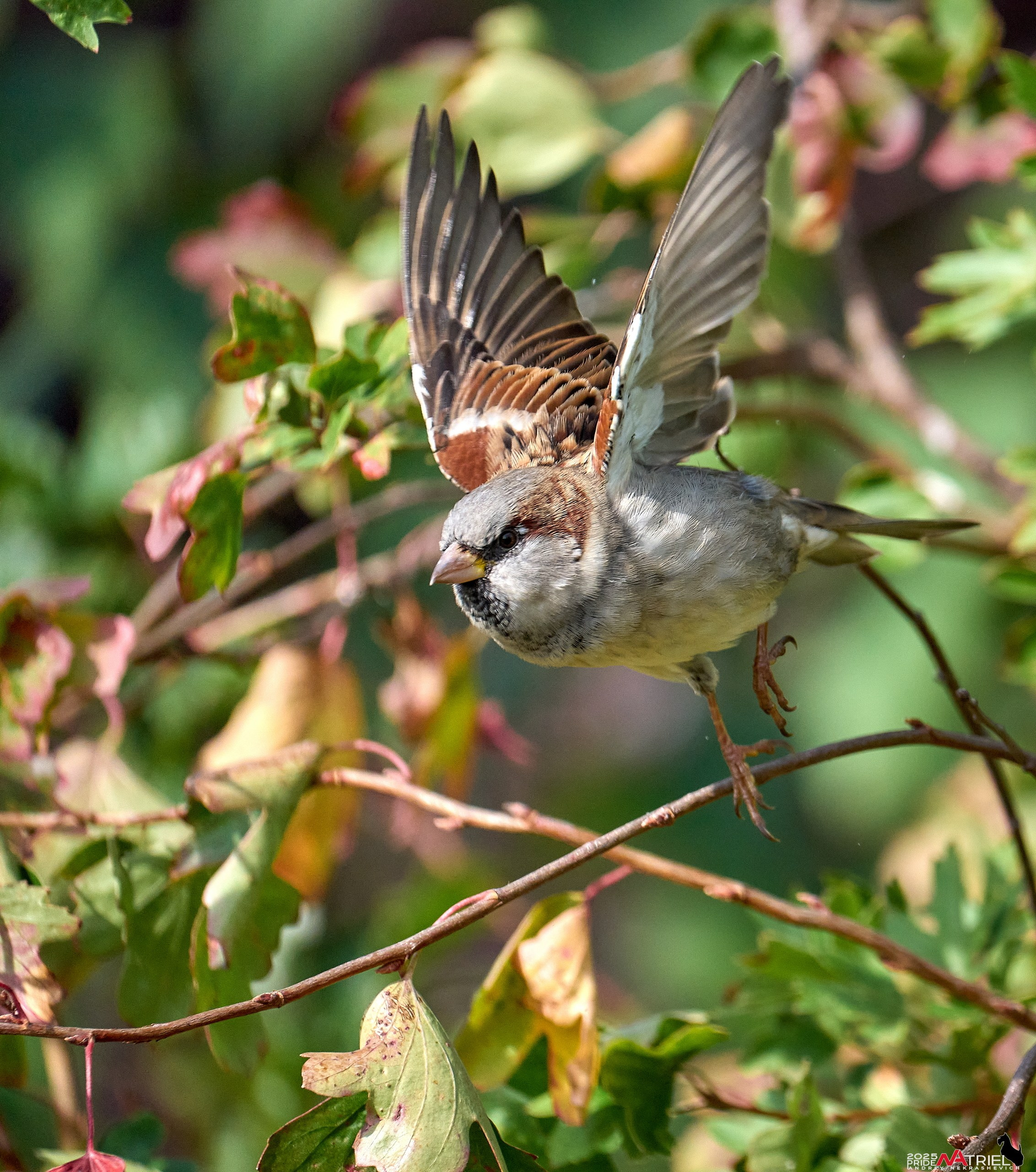Съемка с объективом Sony 200-600 на камеру Sony A1m2