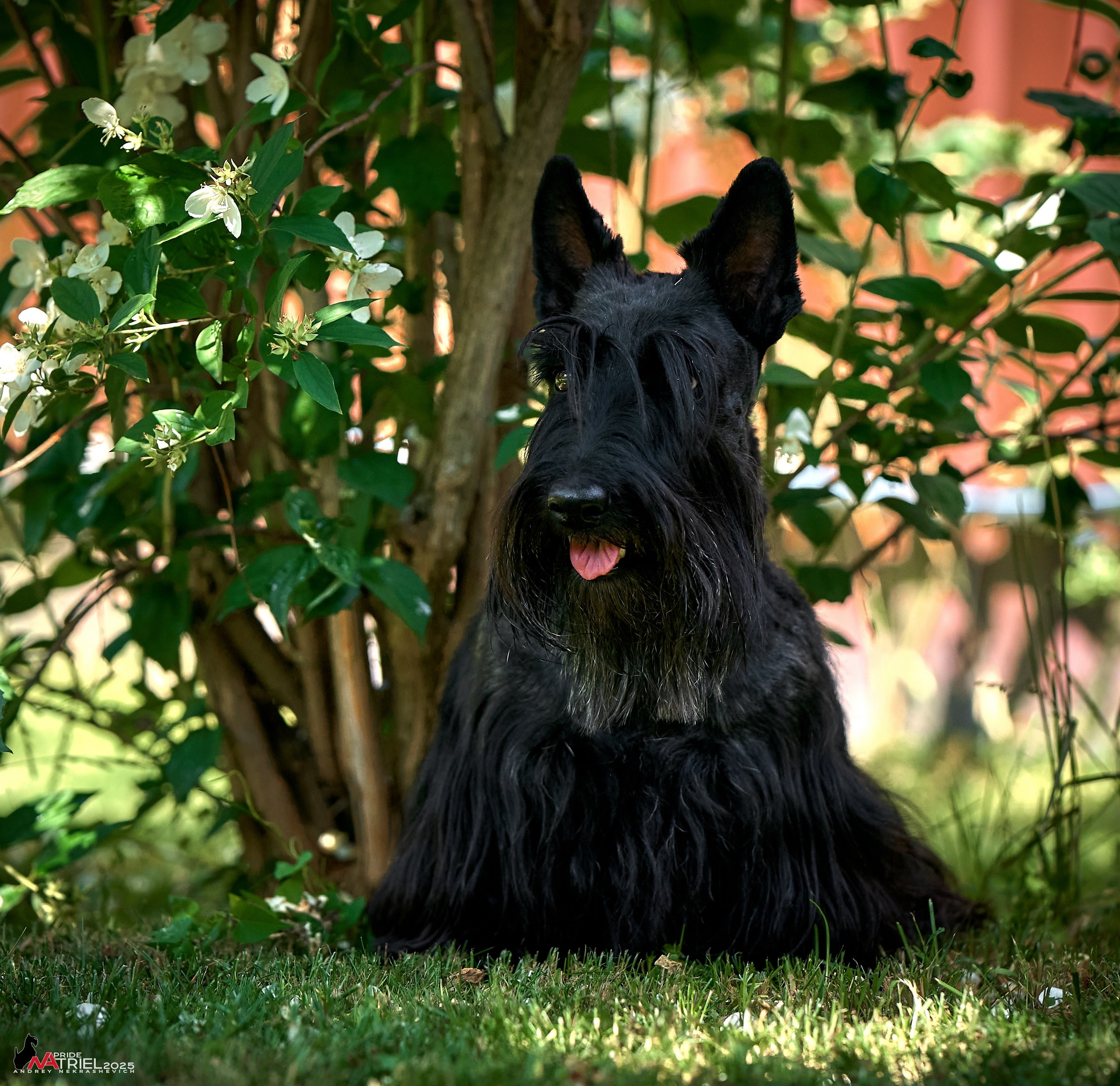 Алабаи и скотч-терьеры в питомнике у Ольги