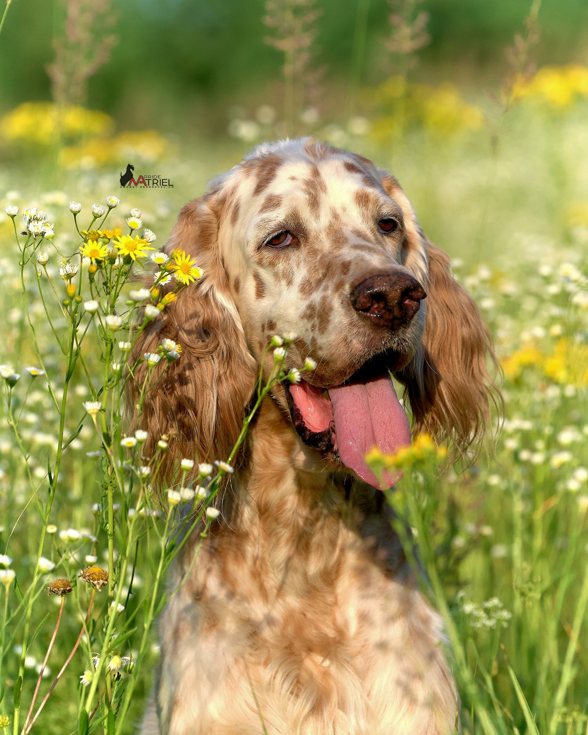 Портреты собак — галерея NATRIEL