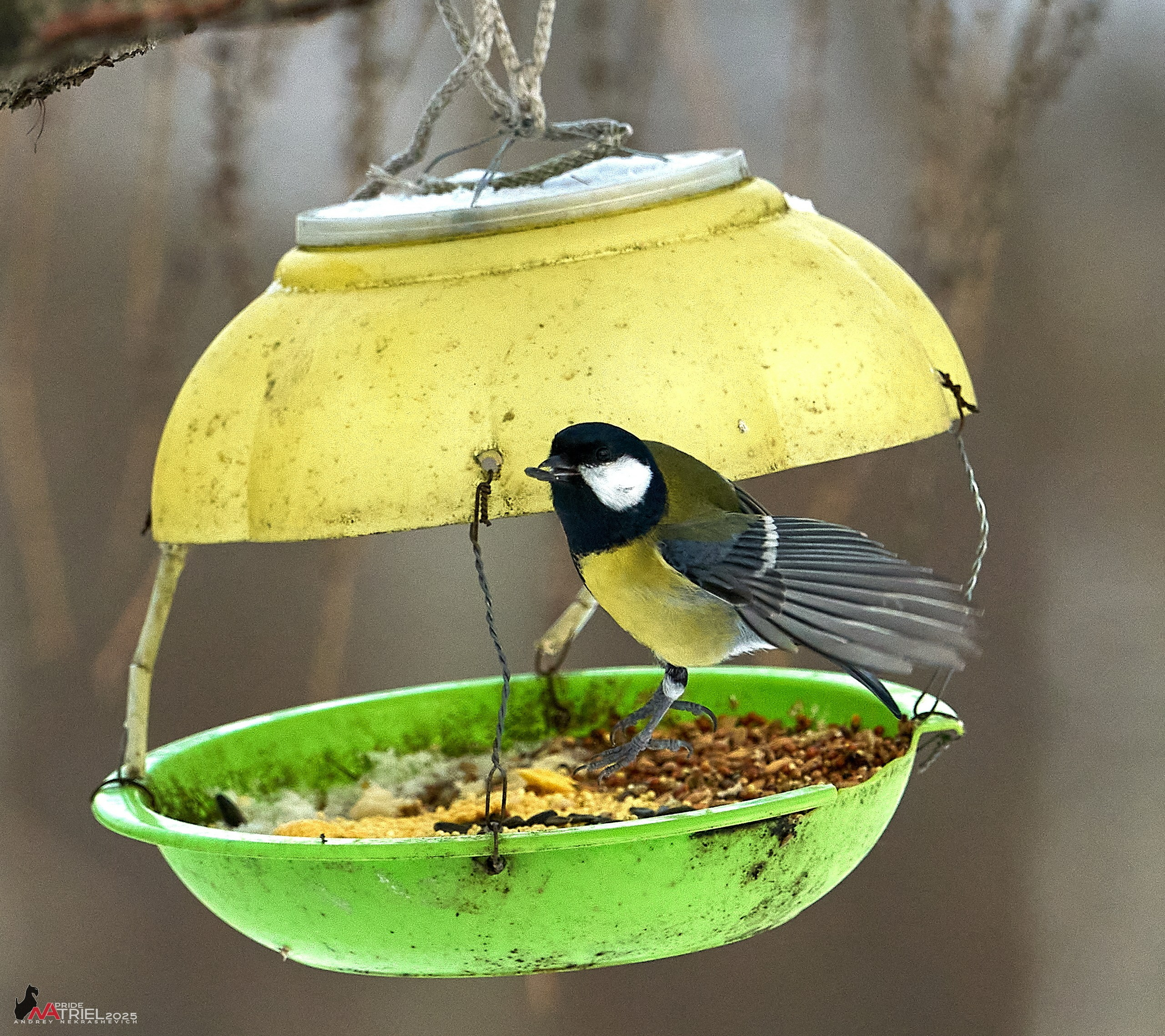 Фотопрогулка с птицами