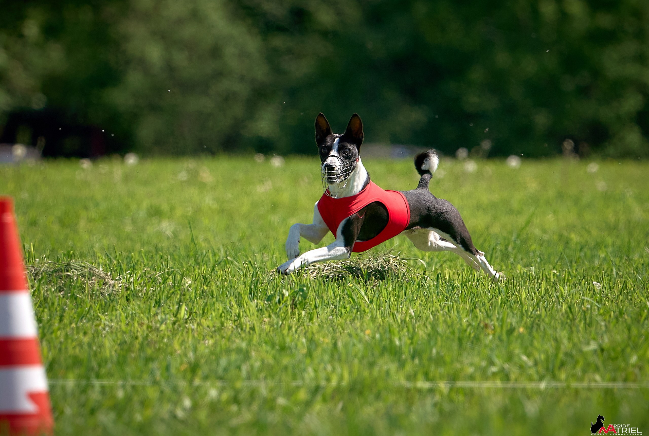 Съемка курсинг — галерея NATRIEL