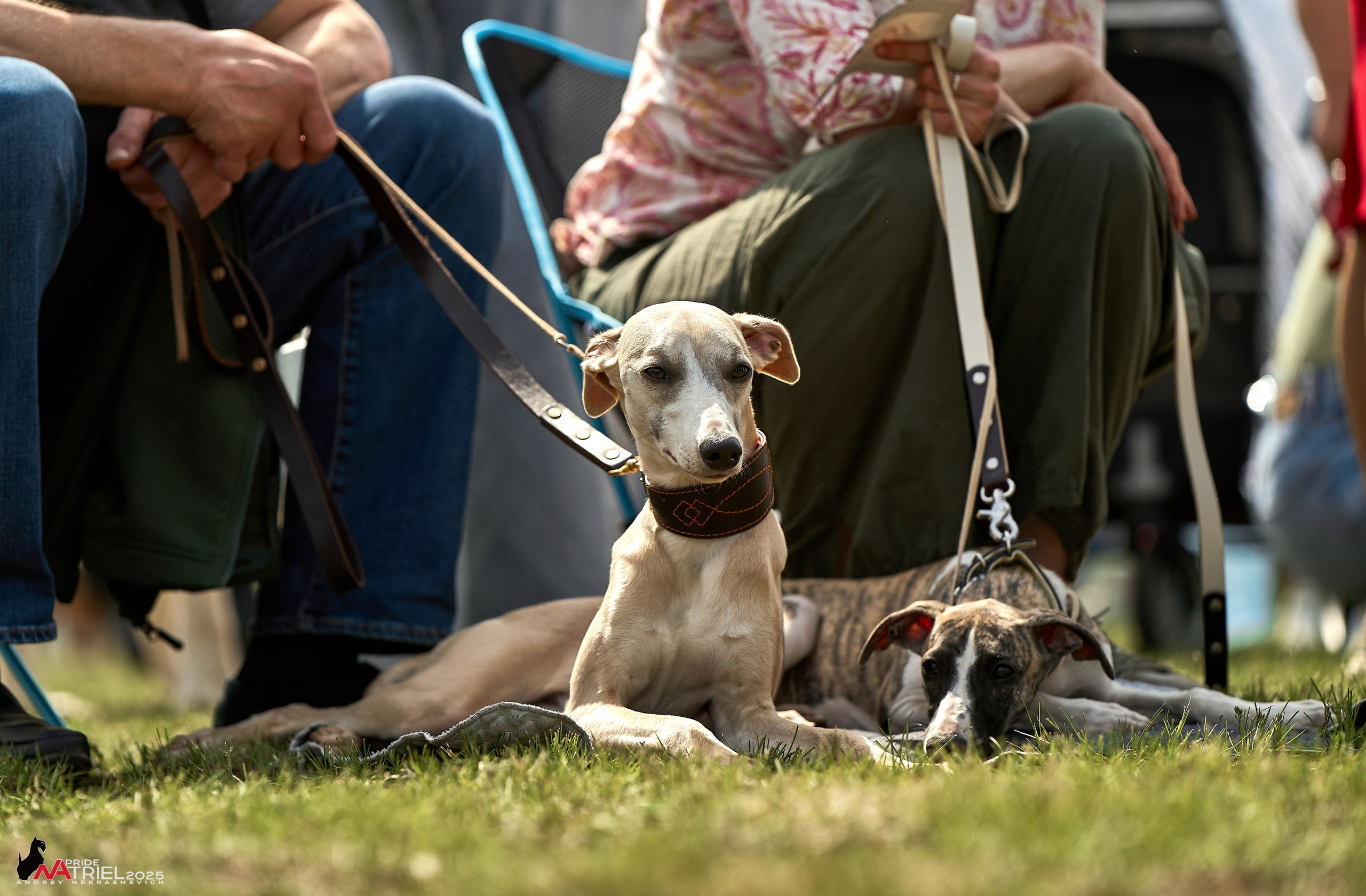 Выставка собак Суздаль-Владимир
