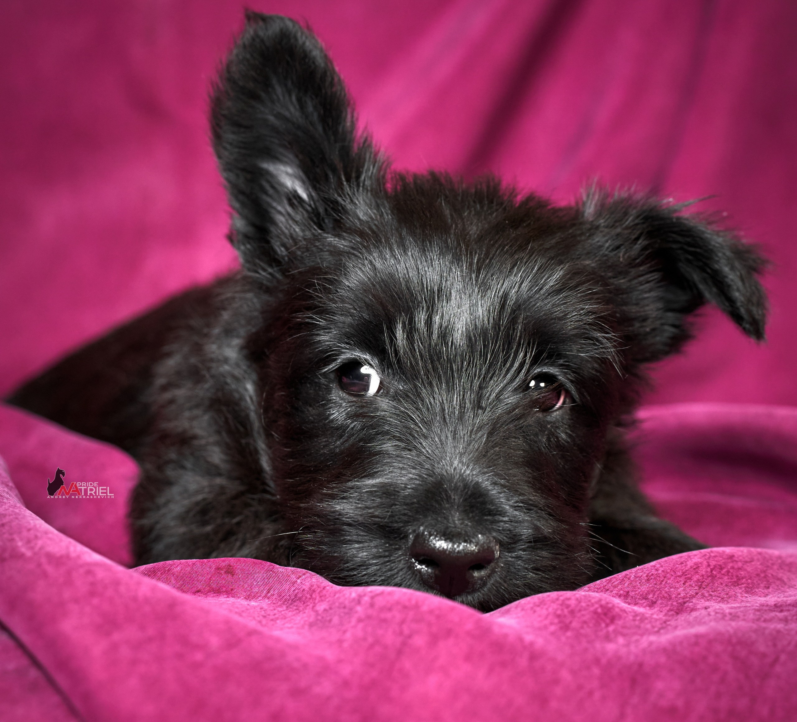 Щенки дома — галерея NATRIEL