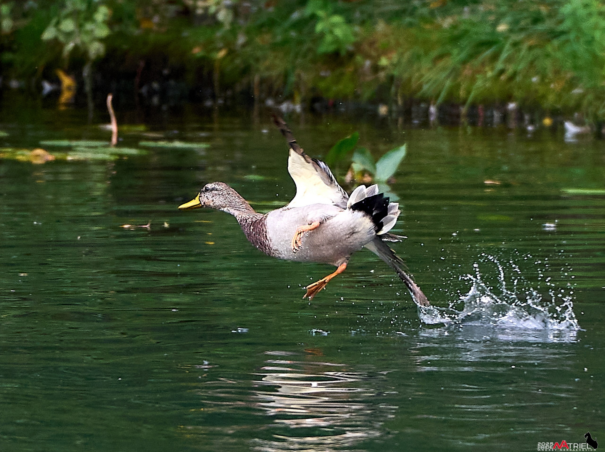 Утки на пруду