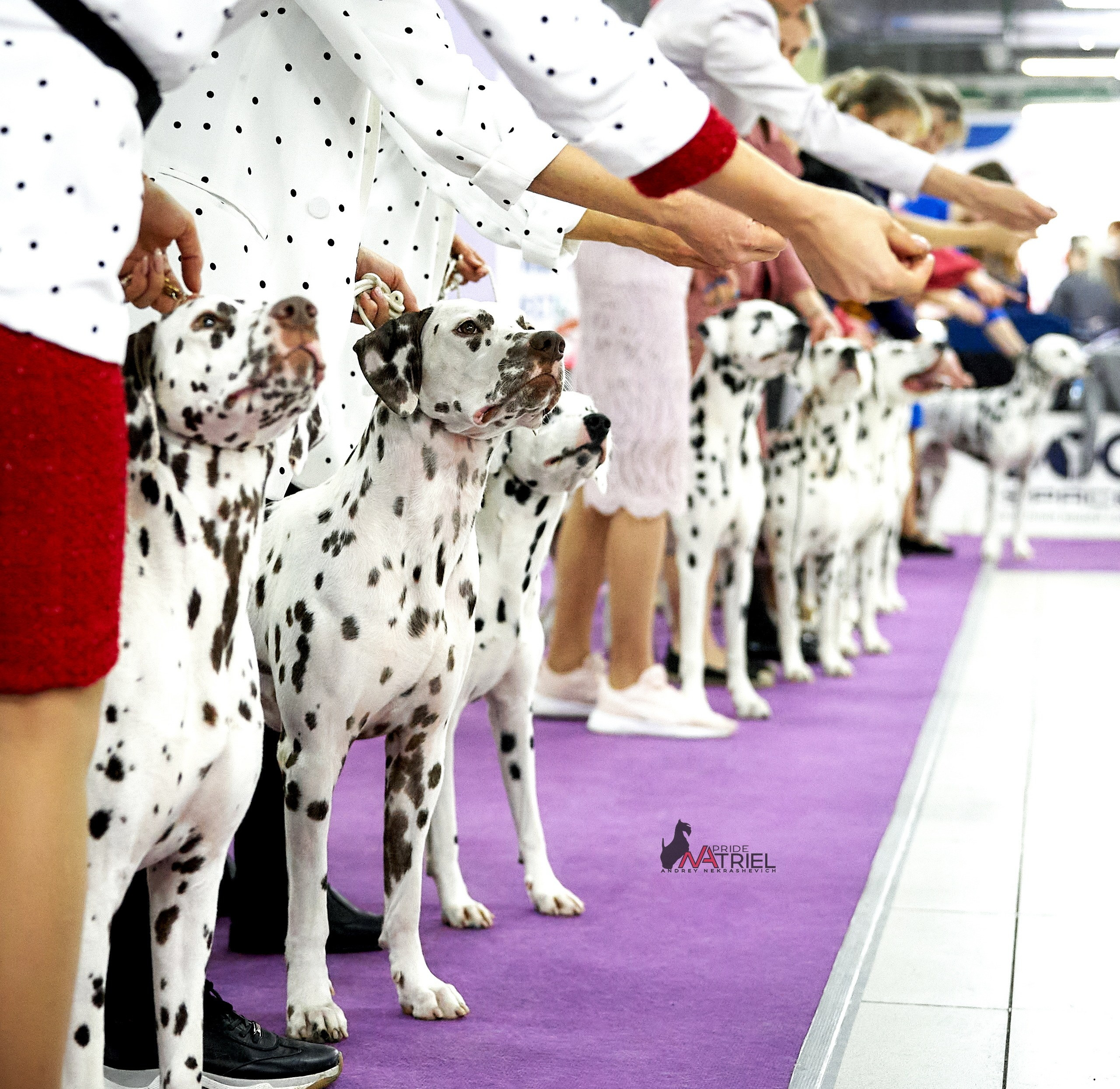 Работа в рингах — галерея NATRIEL