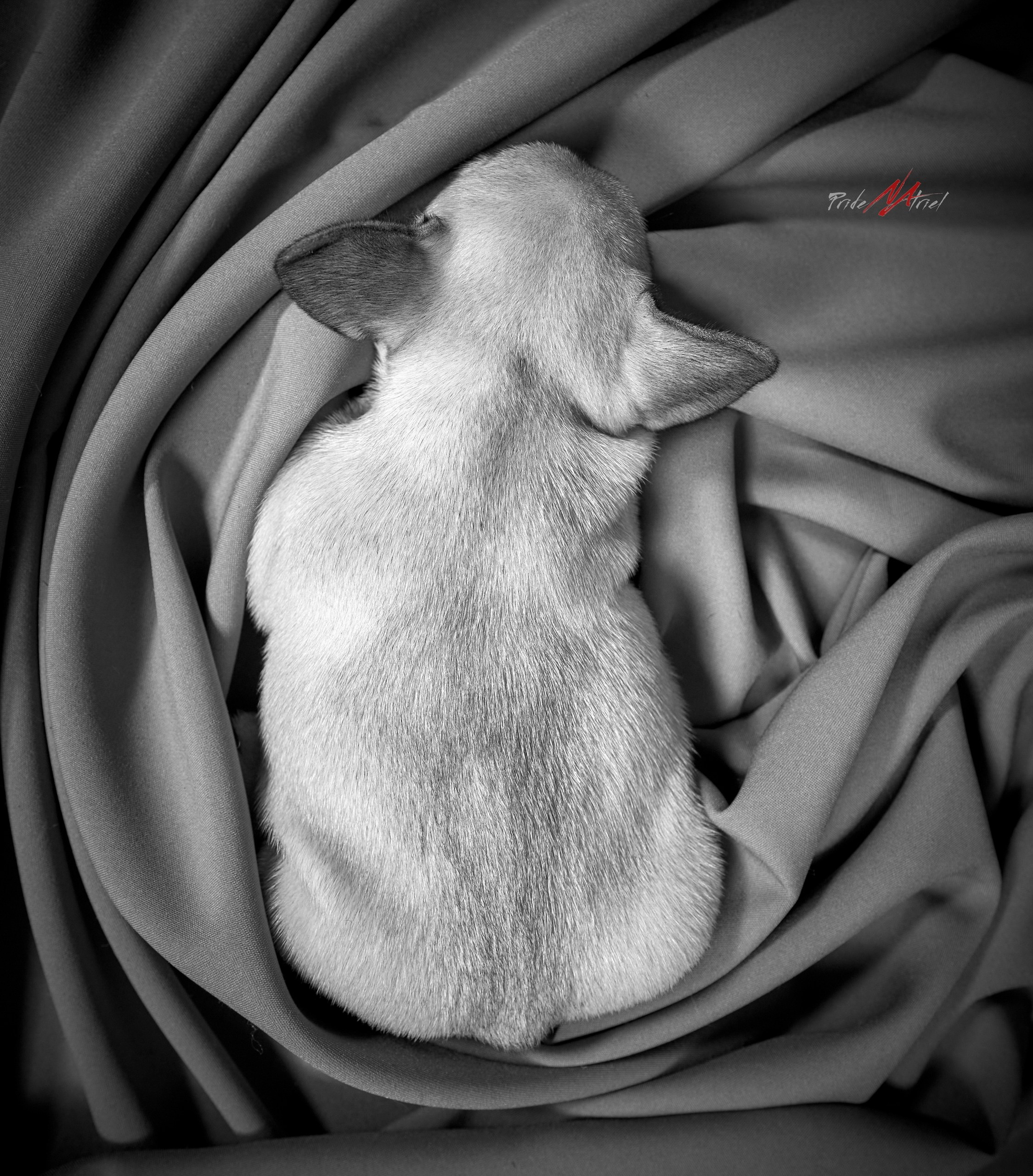 Щенки дома — галерея NATRIEL