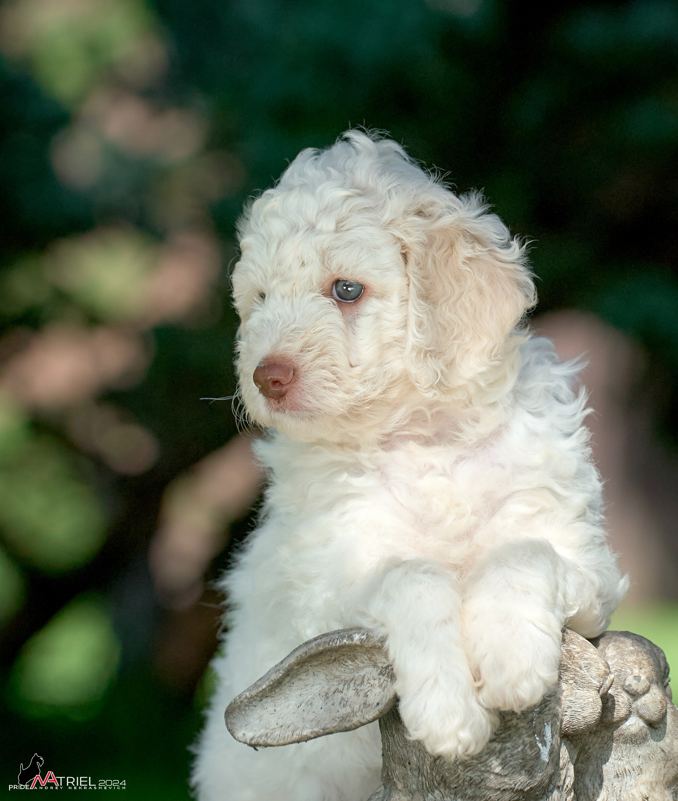 Съемка щенков лаготто
