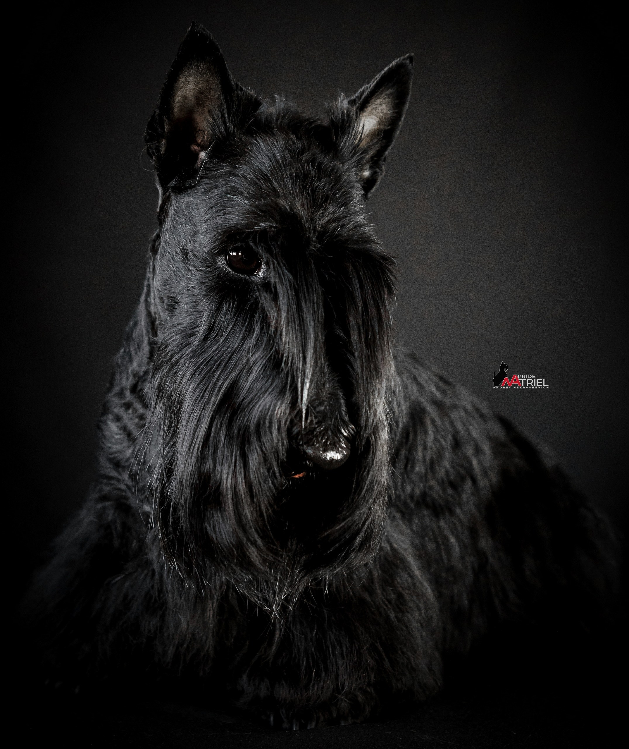 Собаки в студии — галерея NATRIEL