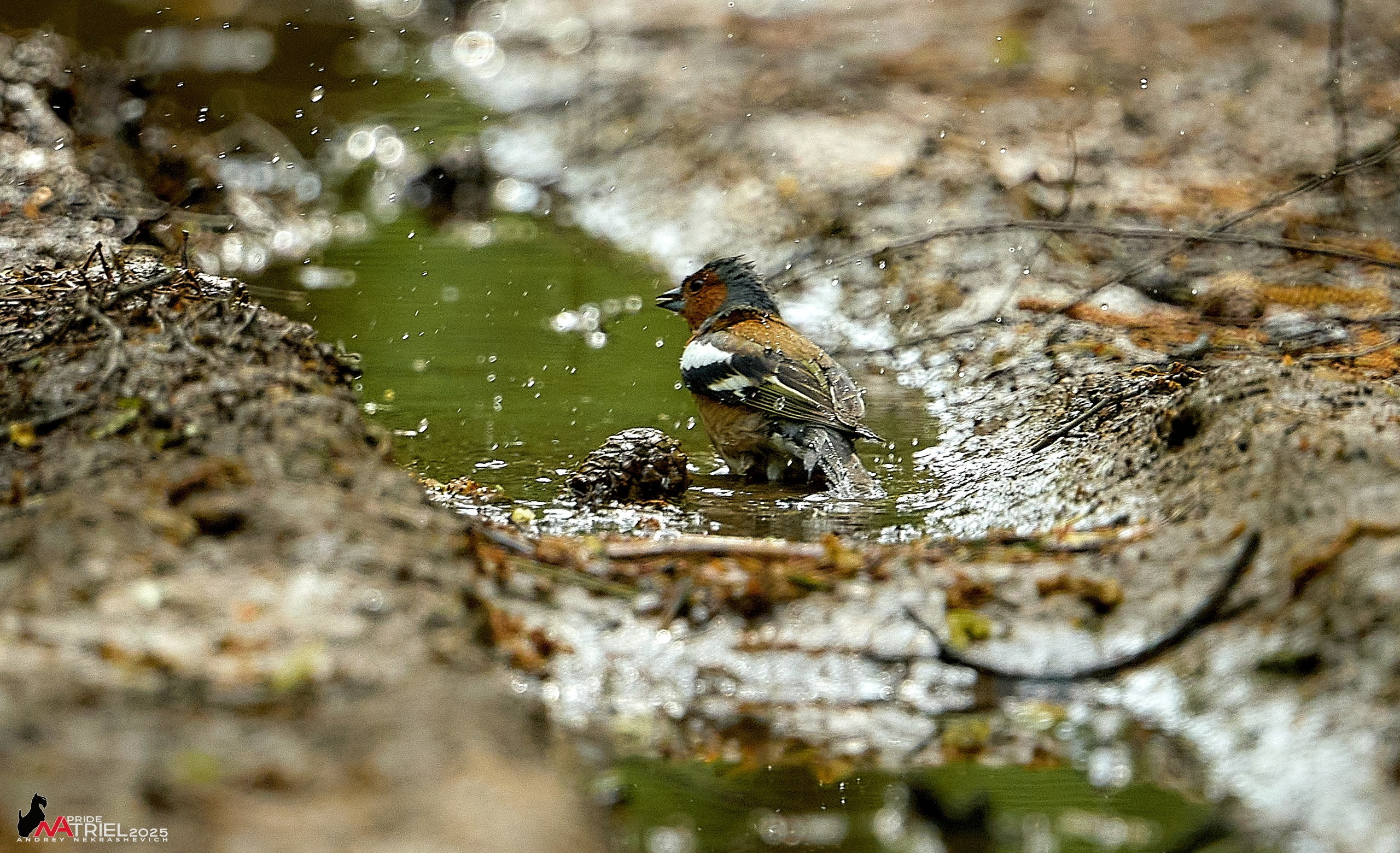 Съемка в майском лесу