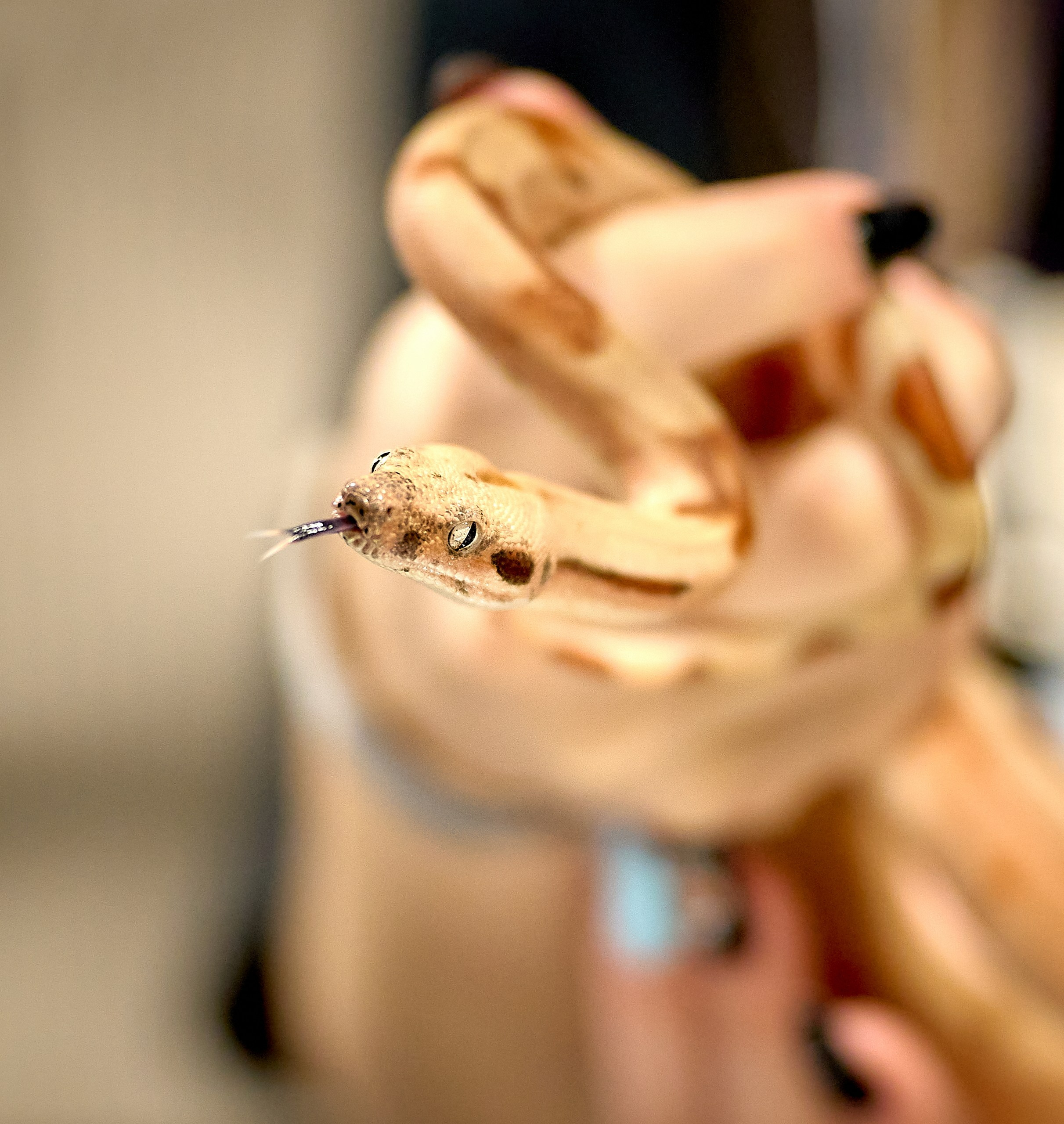 Рептилии — галерея NATRIEL