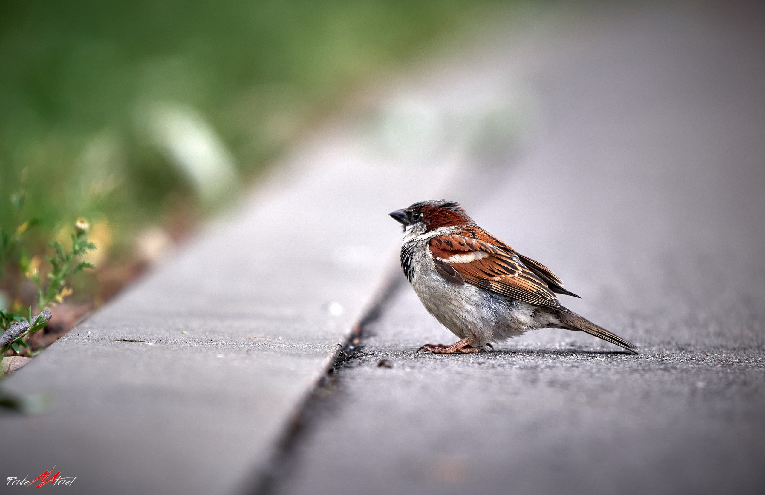 Фото птиц — галерея NATRIEL
