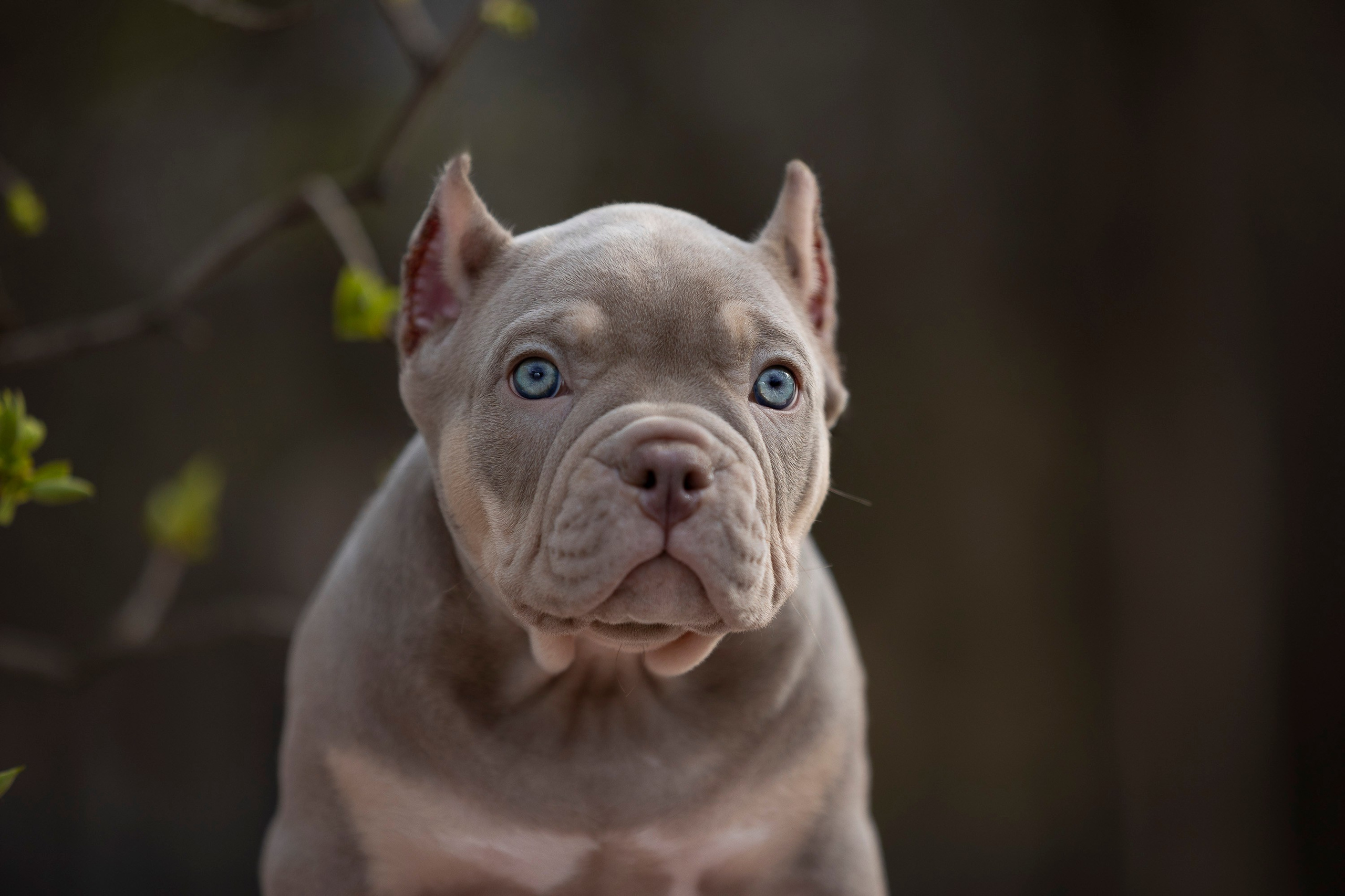 Американский Булли. Фотограф анималист, семейный фотограф, фотограф собак Комратова Мария. г. Москва