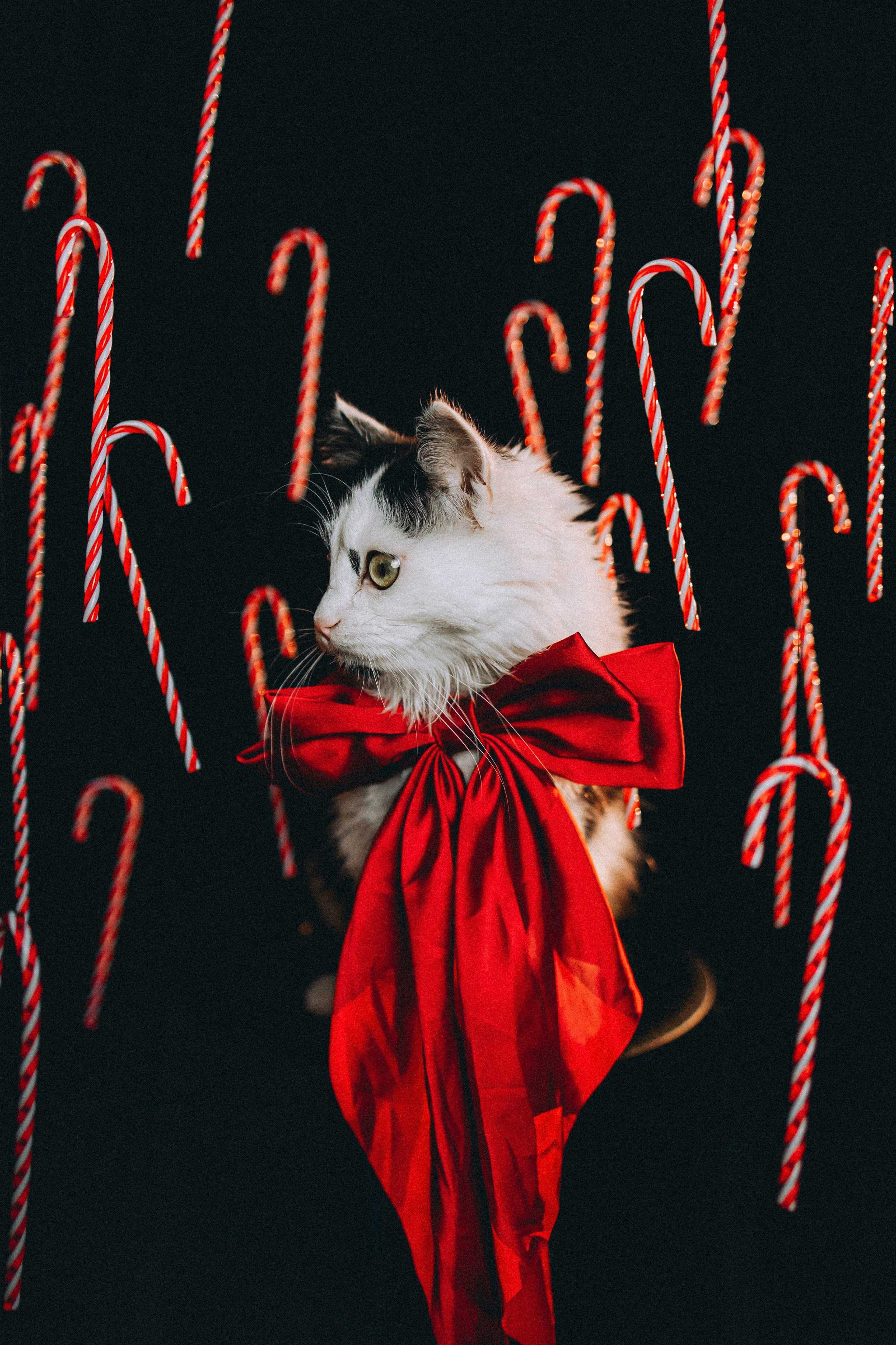 Джек, Бет и Кову