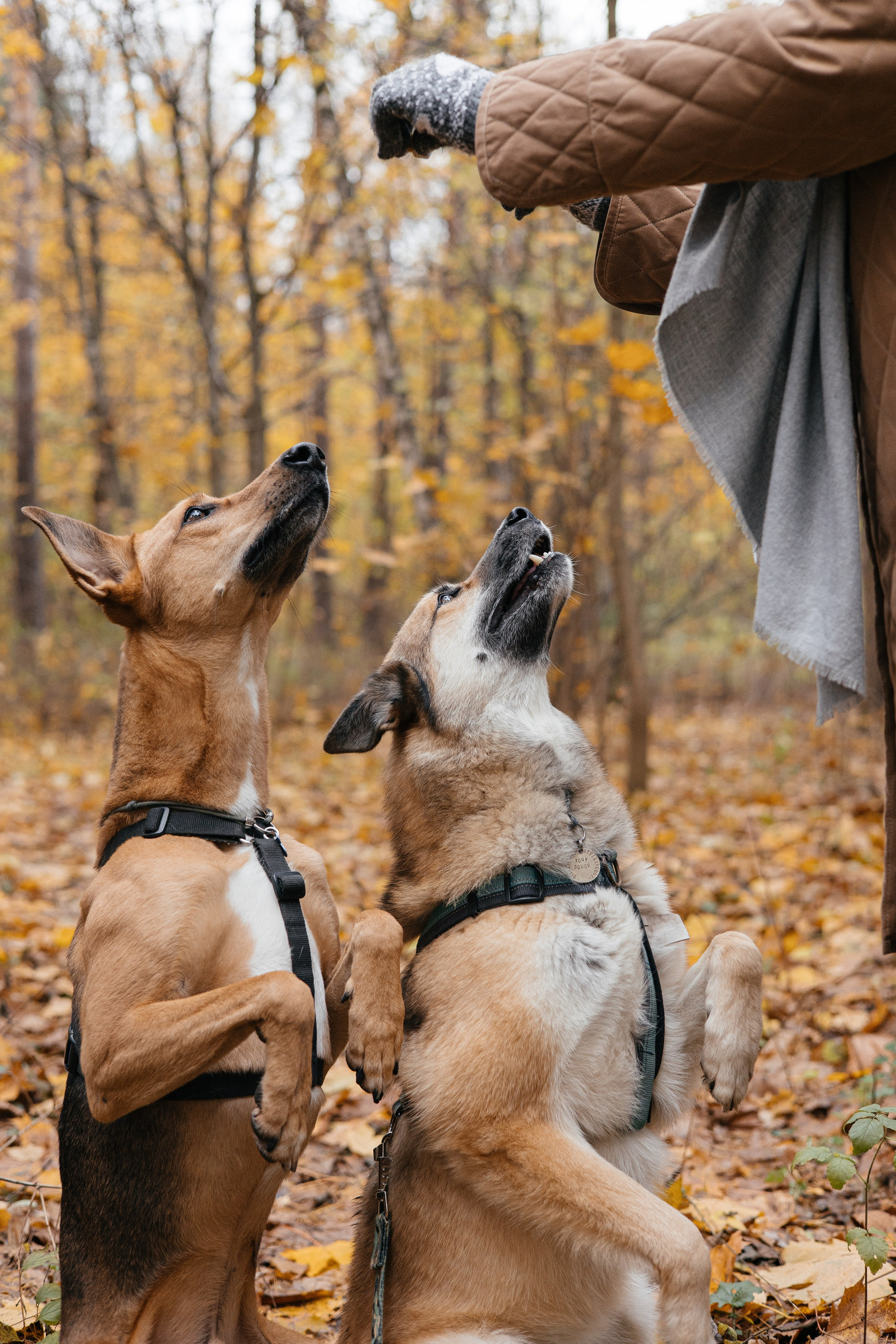 Нелли, Лёша, Рэй и Норд. Фотограф Анна Луценко Москва