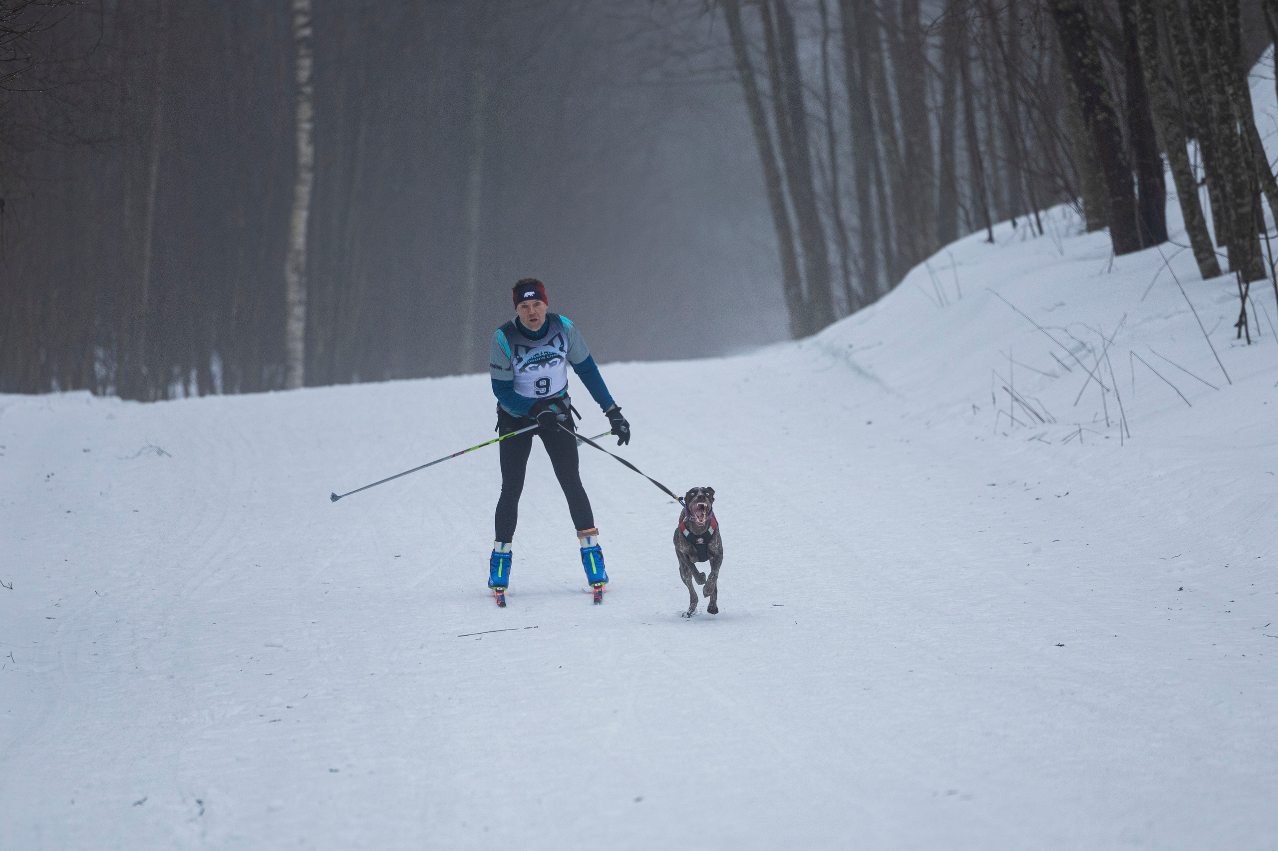 Зимний Чемпионат Санкт-Петербурга по ездовому спорту. Фотограф-анималист Анна Маринич