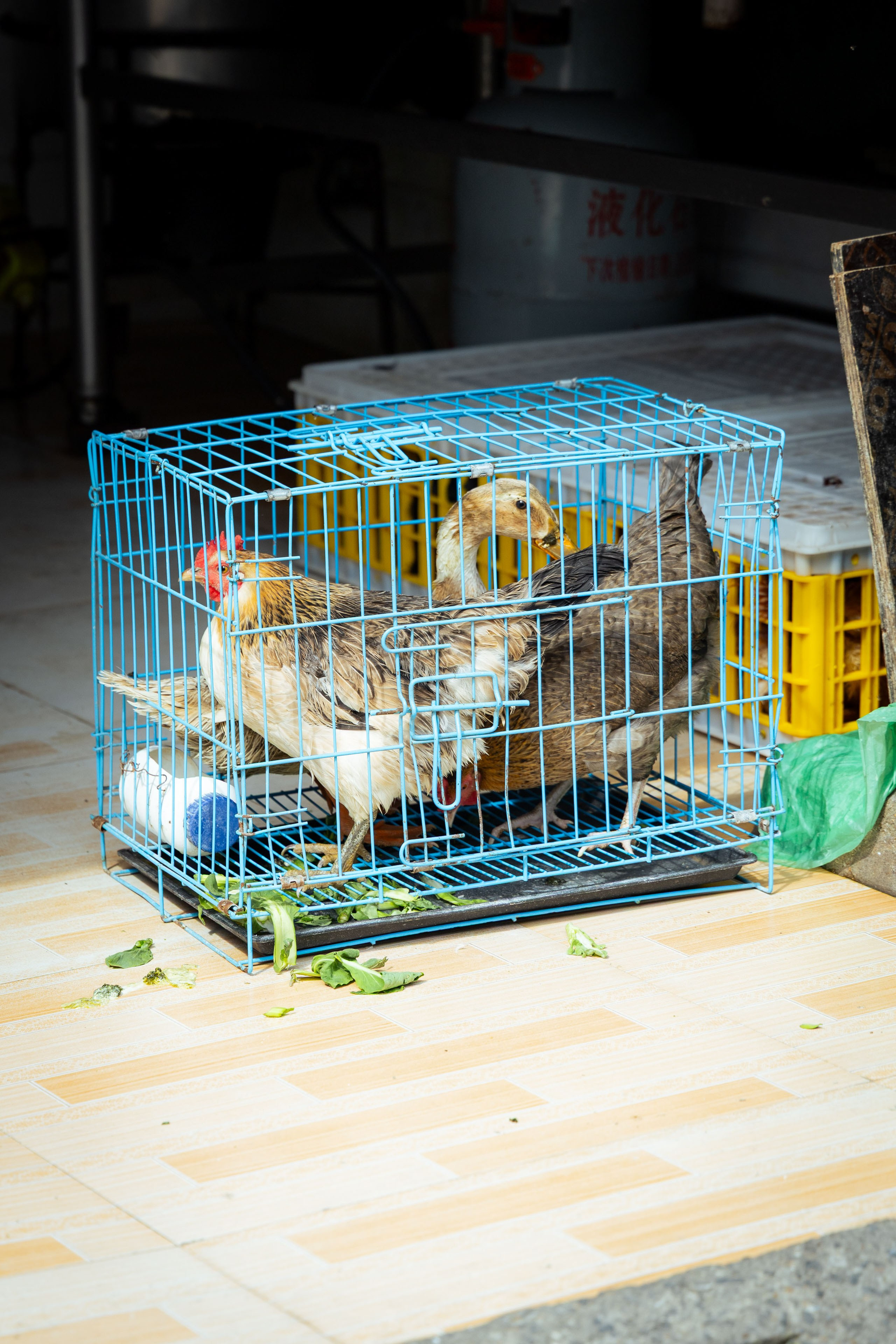 Шанхай (март 2026). Фотограф Виноградов Константин