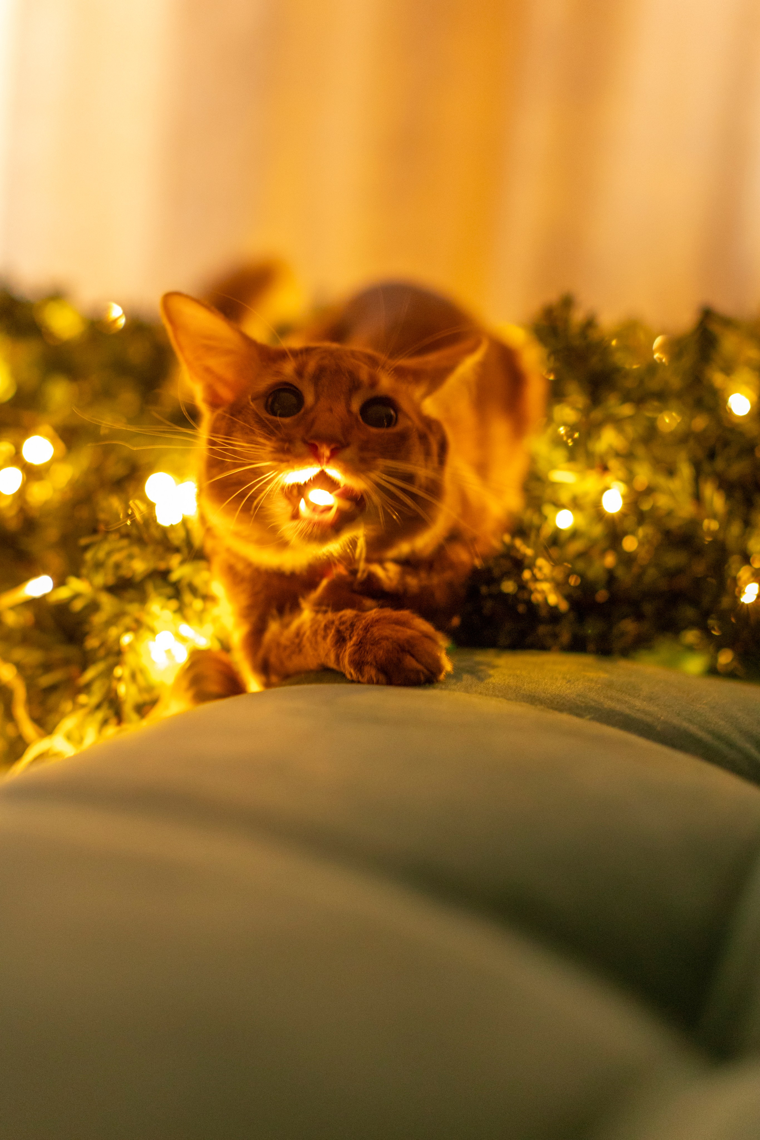 Сомали. Art my Pho