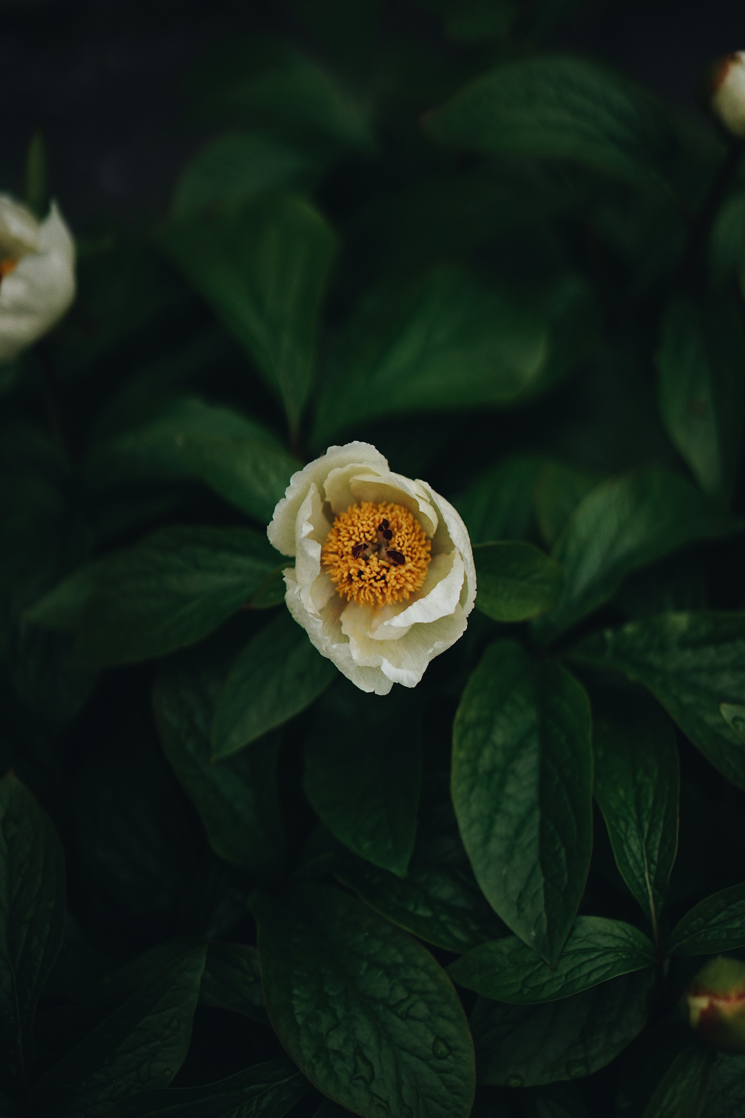 Nature. Ксения Копна. Фотограф из Санкт-Петербурга